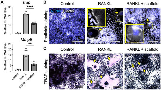 ぱーぷる Strontium Peroxide-Loaded Composite Scaffolds Capable of
