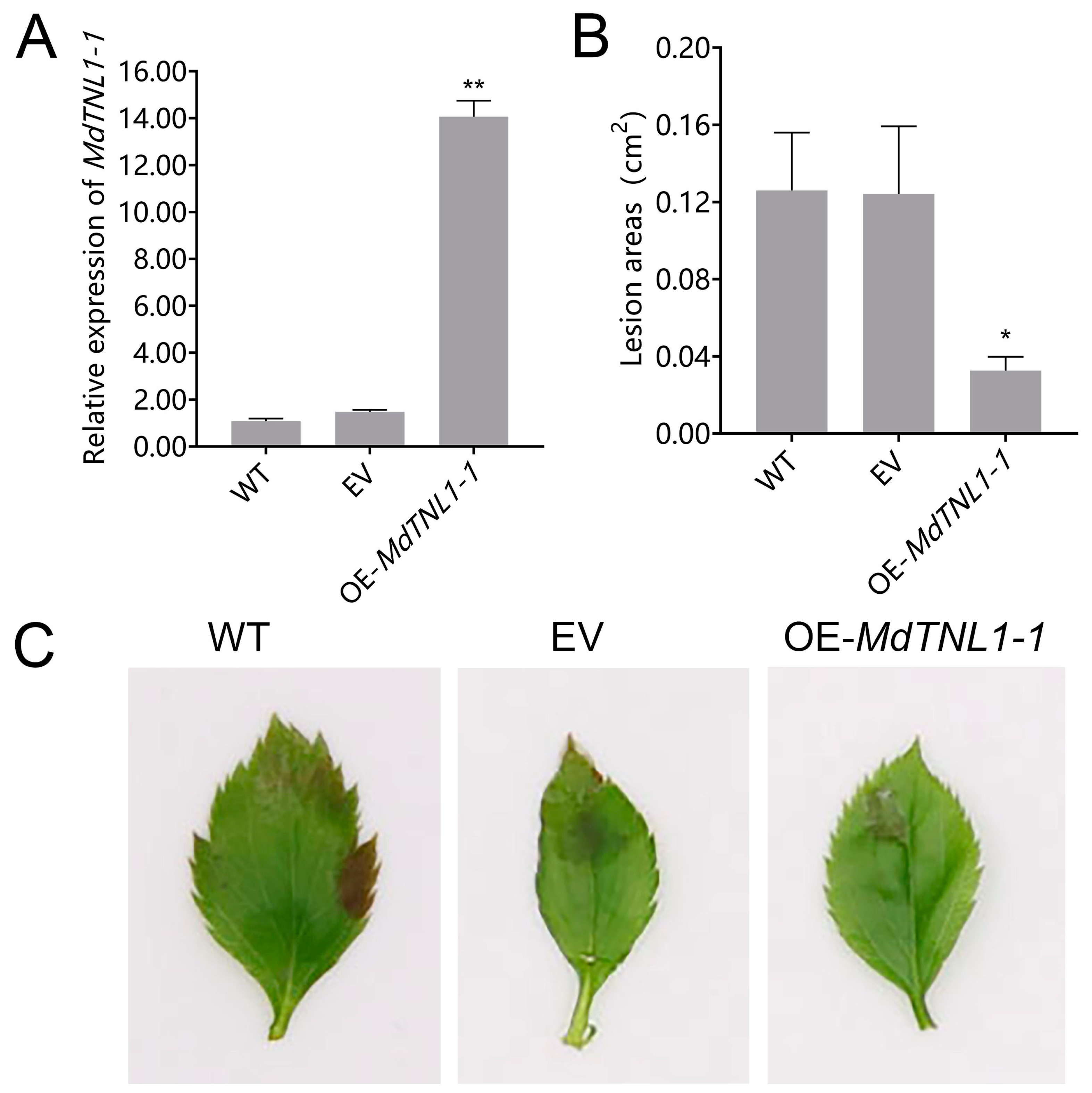 The m6A reader MhYTP2 negatively modulates apple Glomerella leaf spot  resistance by binding to and degrading MdRGA2L mRNA - Guo - Molecular Plant  Pathology - Wiley Online Library