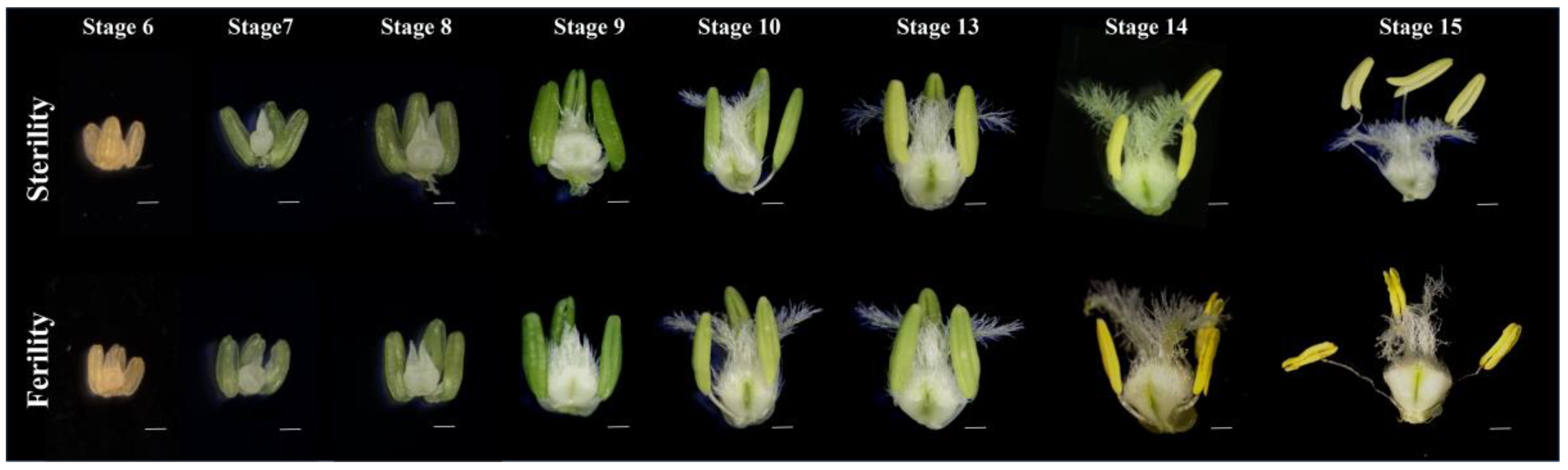 Ijms 23 06324 g004 550