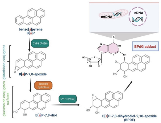 Benzo[a]pyrene—Environmental Occurrence, Human Exposure, and