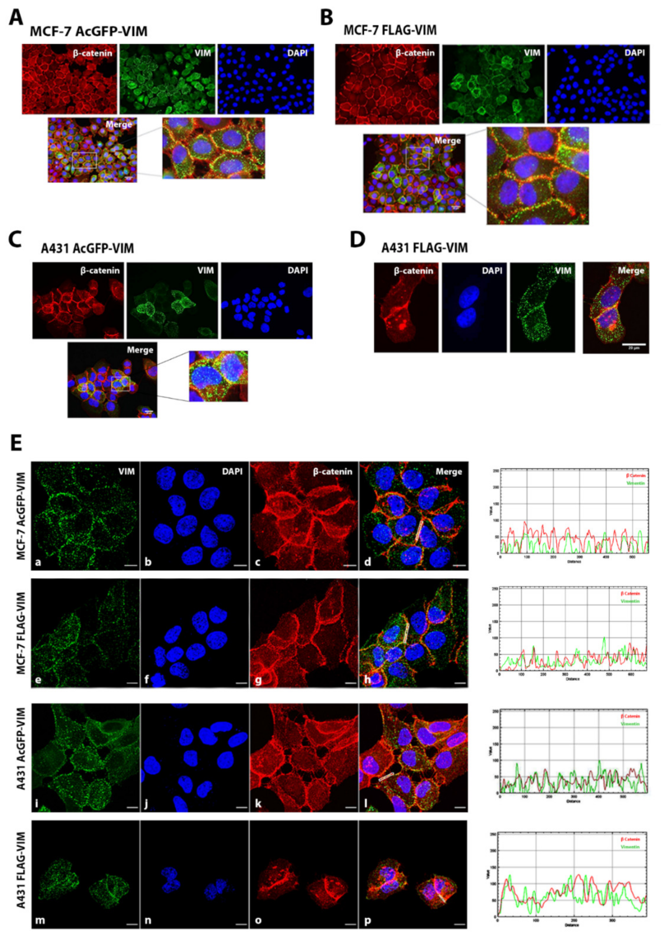 Ijms 23 06349 g004 550