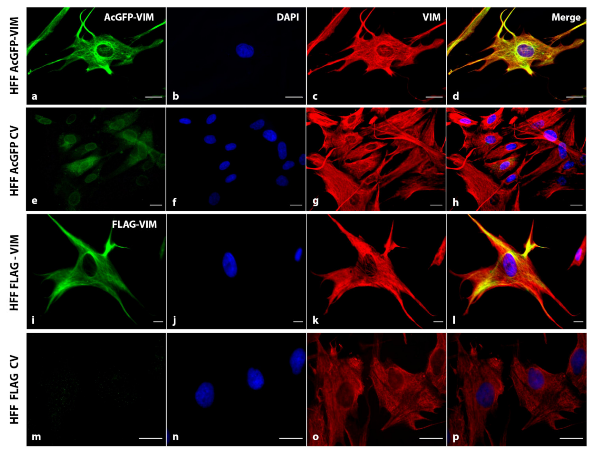 Ijms 23 06349 g005 550