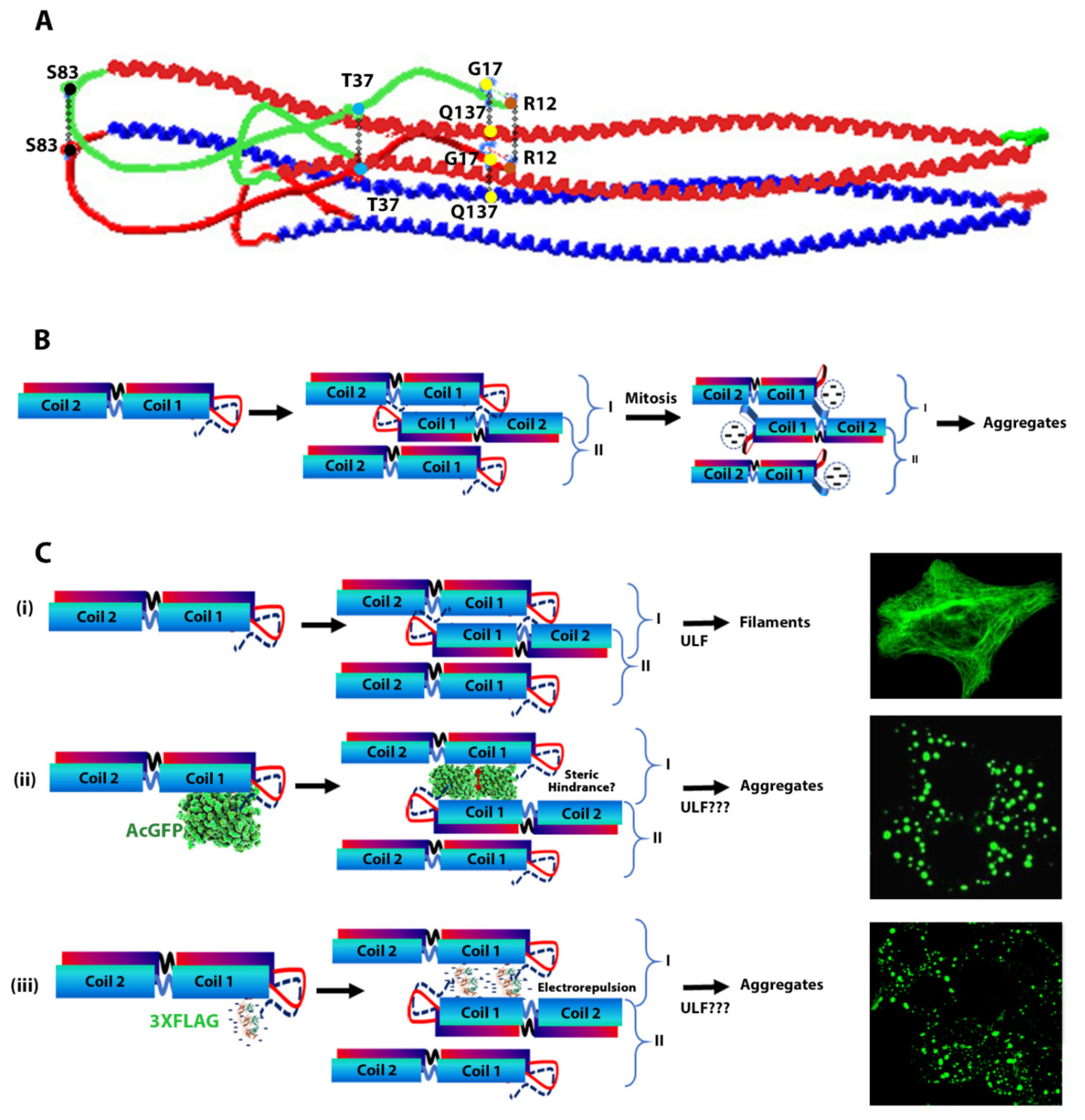 Ijms 23 06349 g008 550