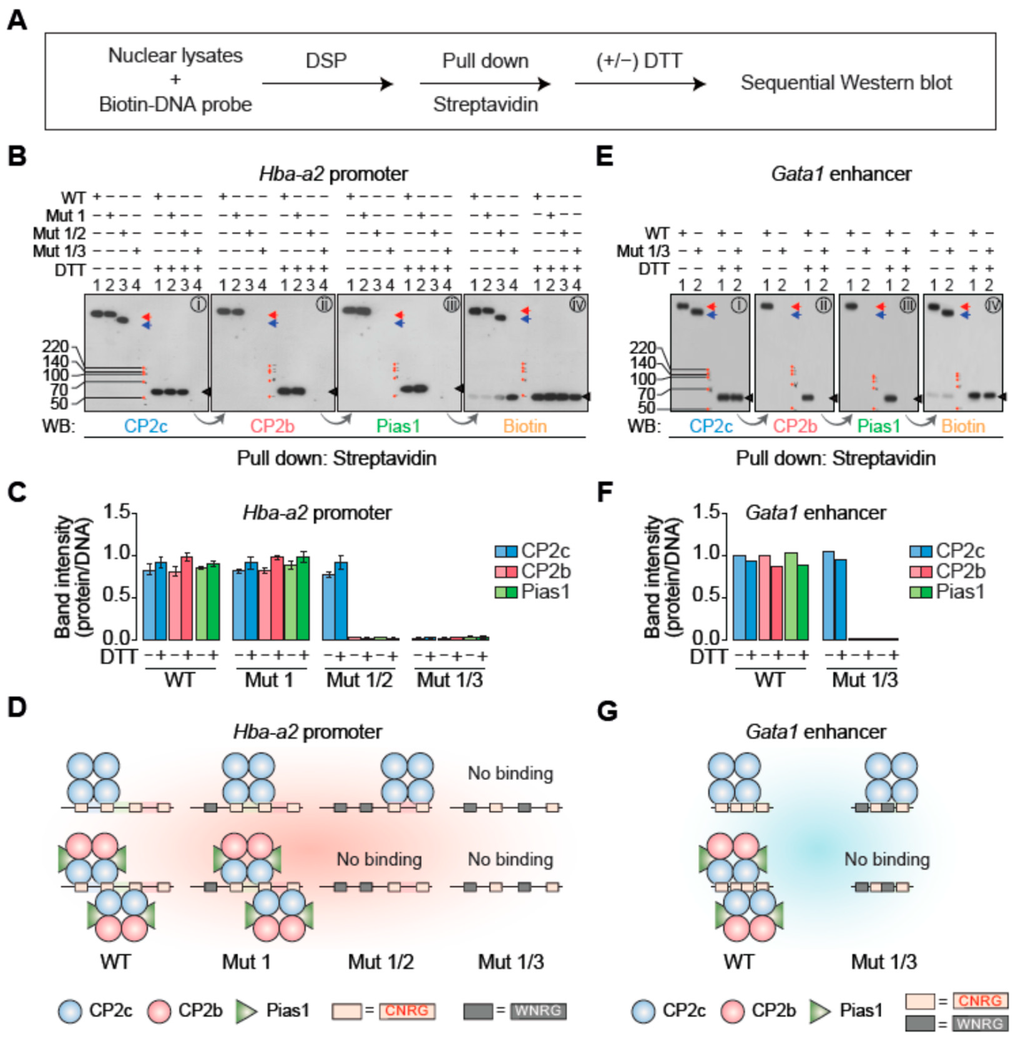 Ijms 23 06369 g003 550