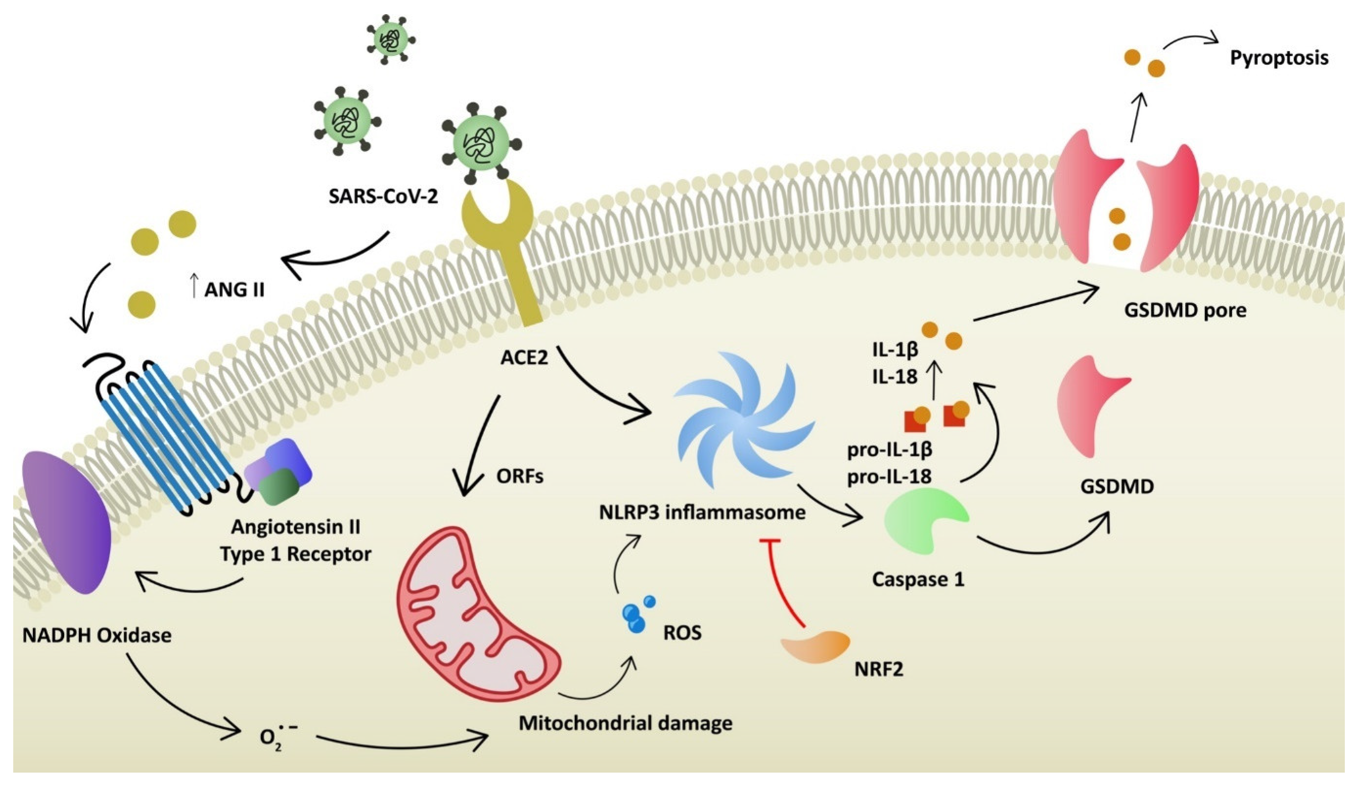 Ijms 23 06377 g002 550