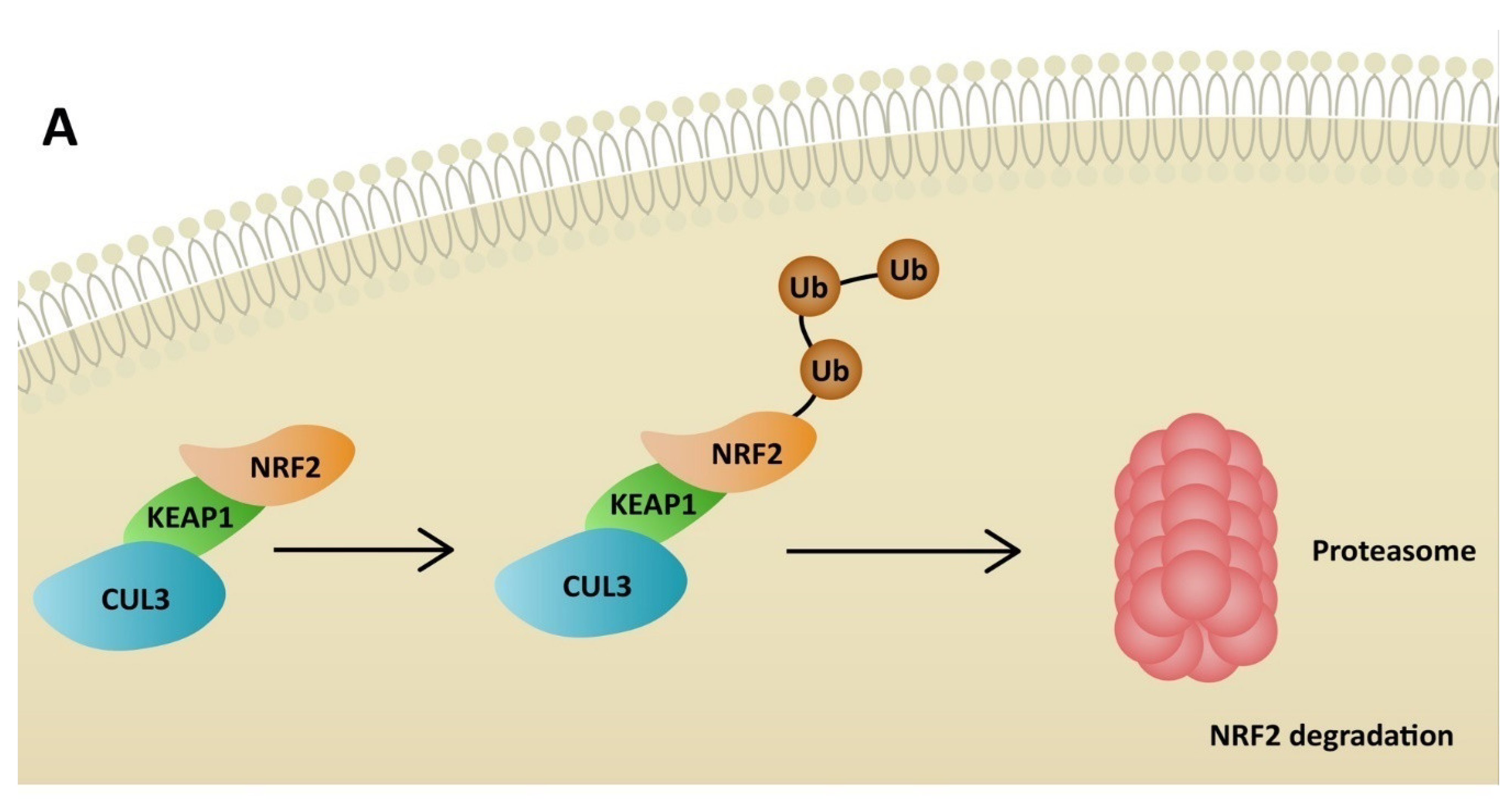 Ijms 23 06377 g003a 550