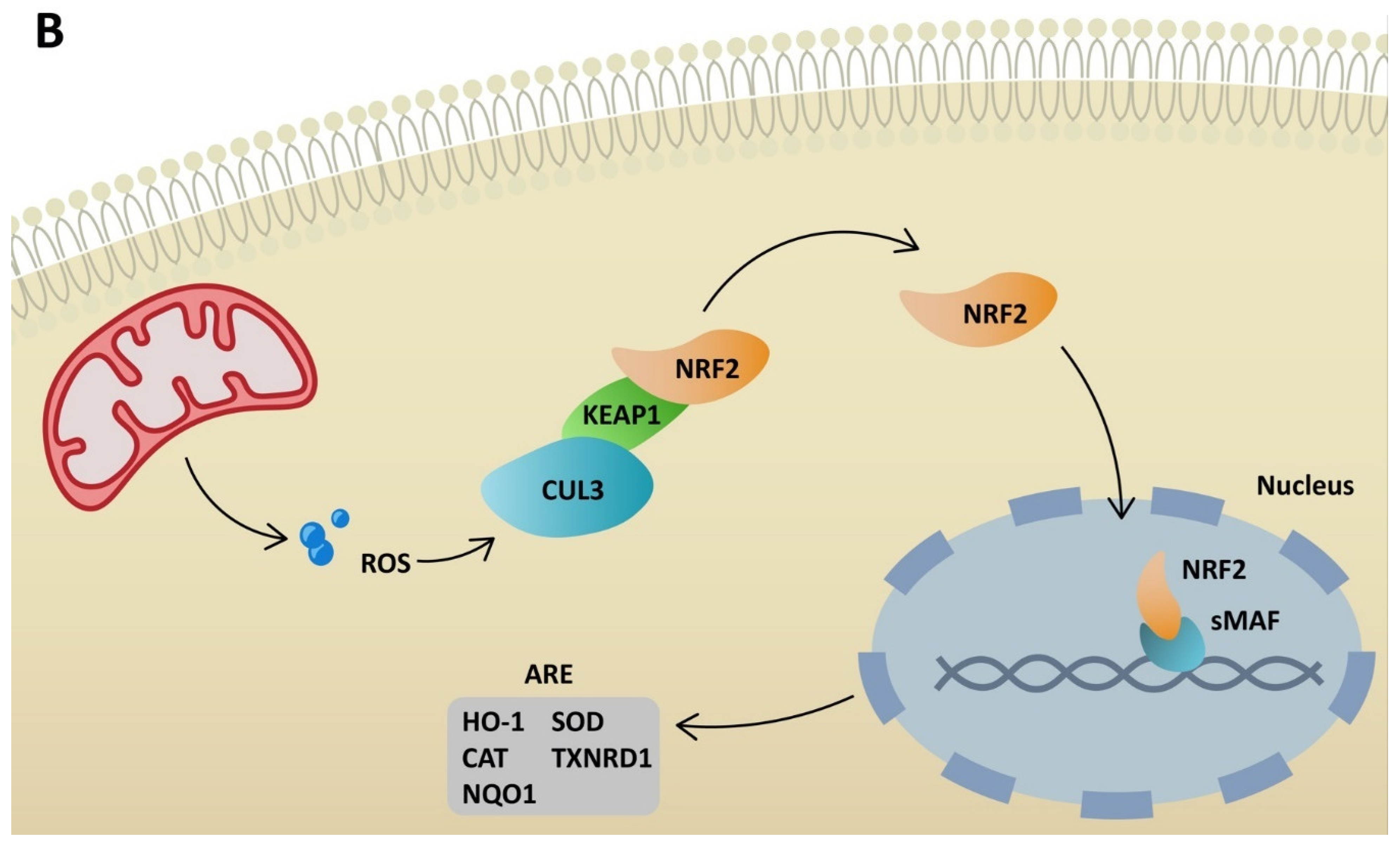 Ijms 23 06377 g003b 550