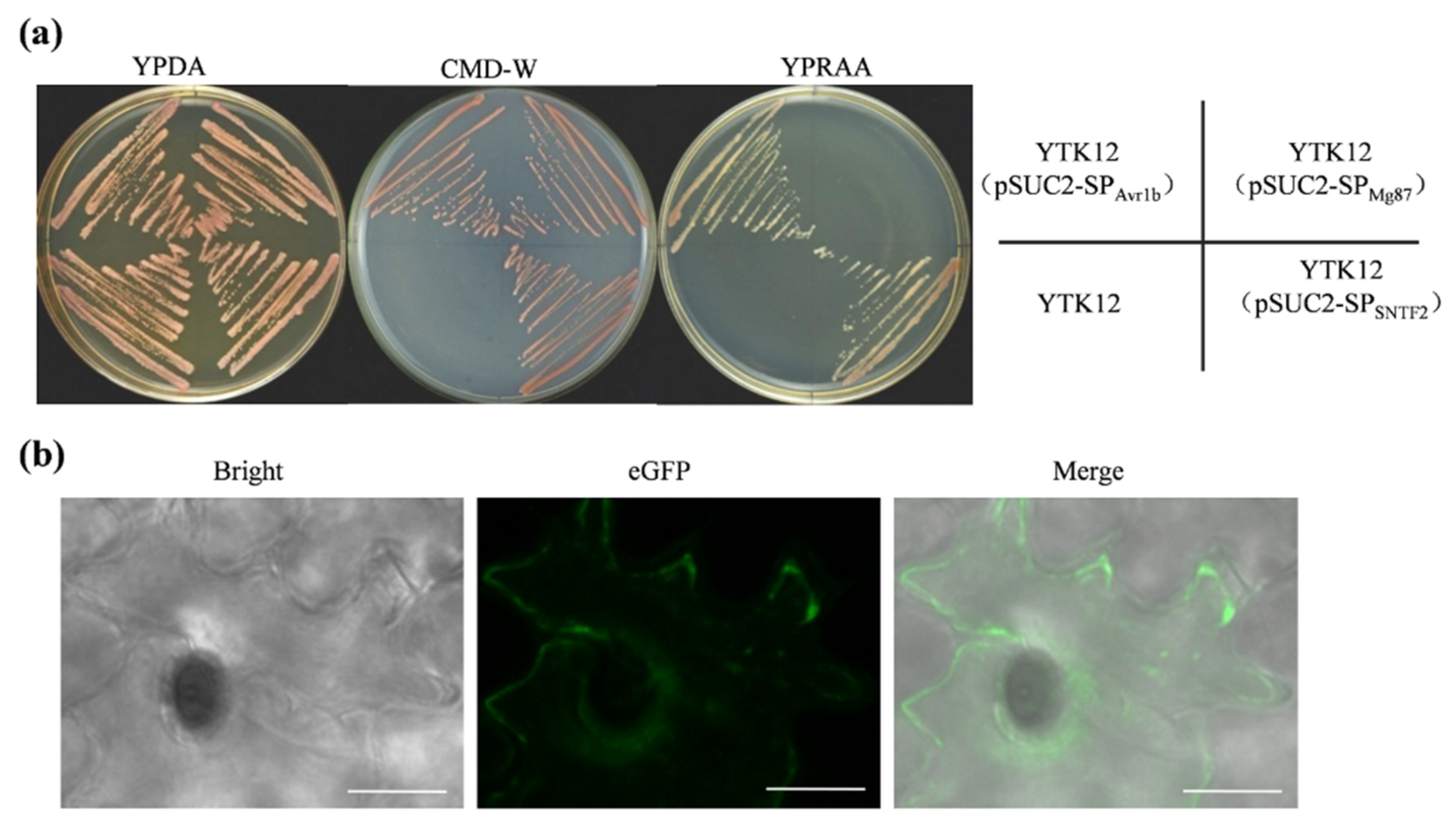 Ijms 23 06379 g005 550