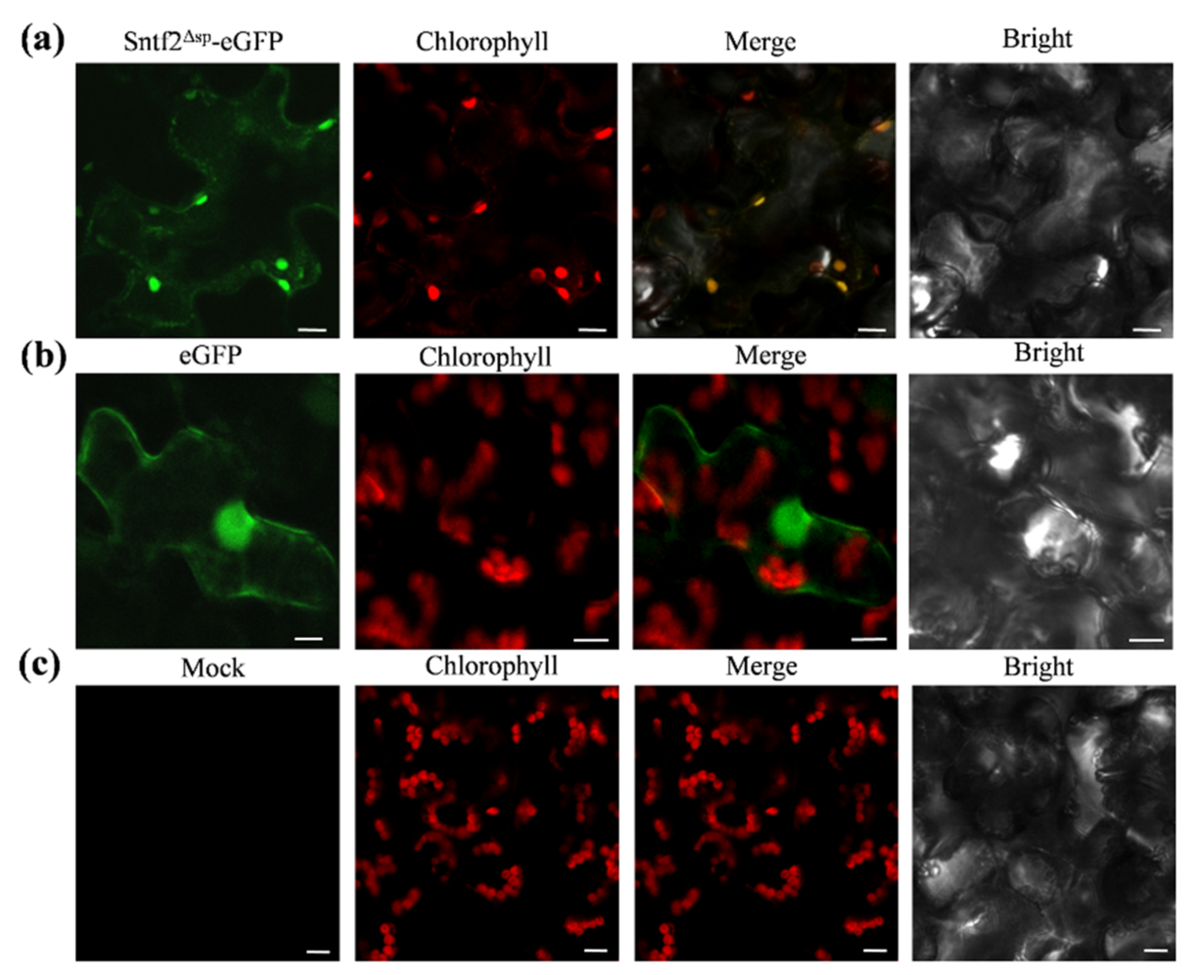 Ijms 23 06379 g006 550