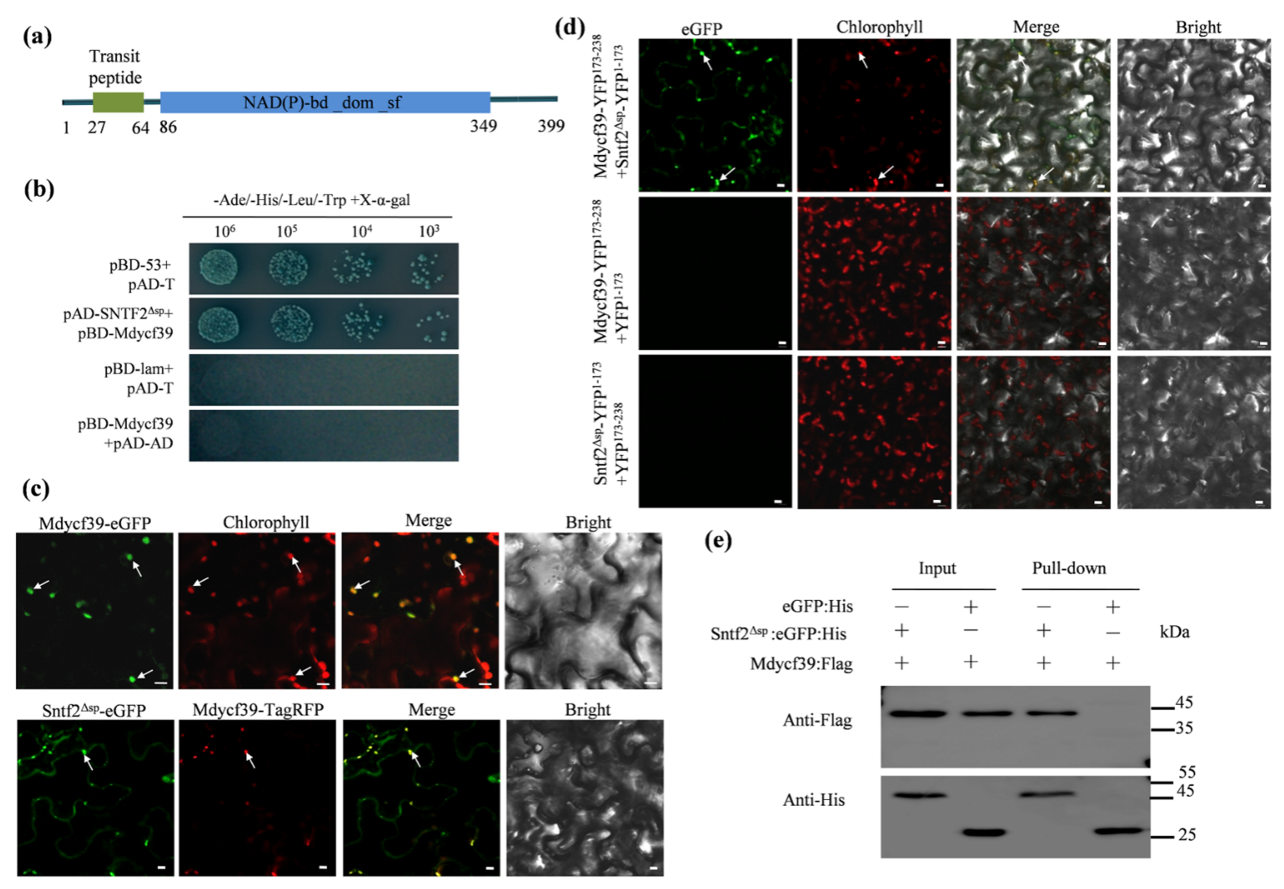 Ijms 23 06379 g007 550