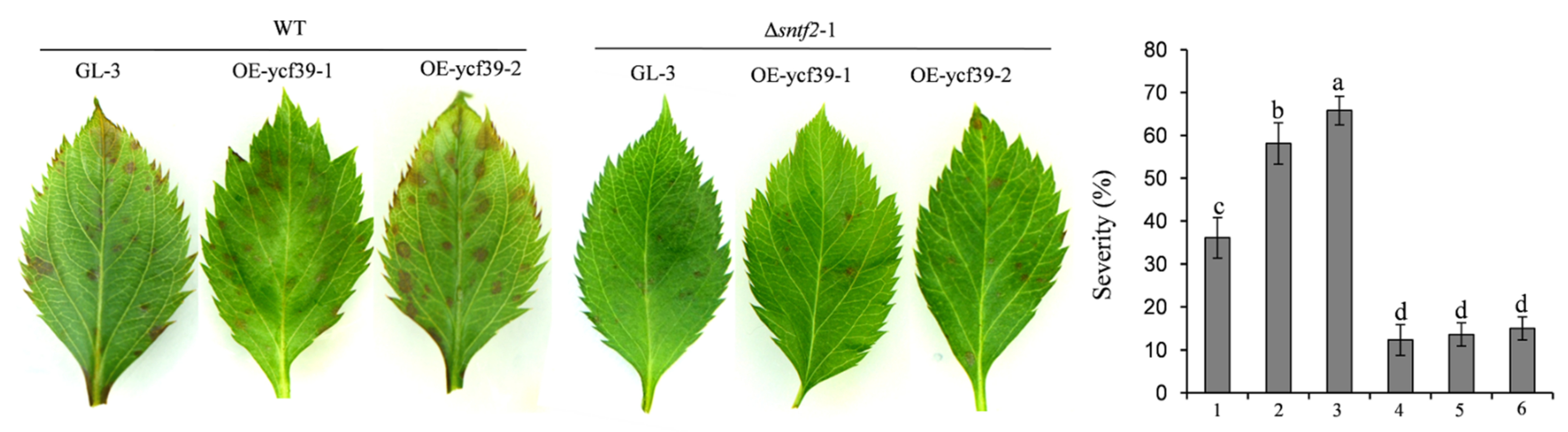 Ijms 23 06379 g008 550