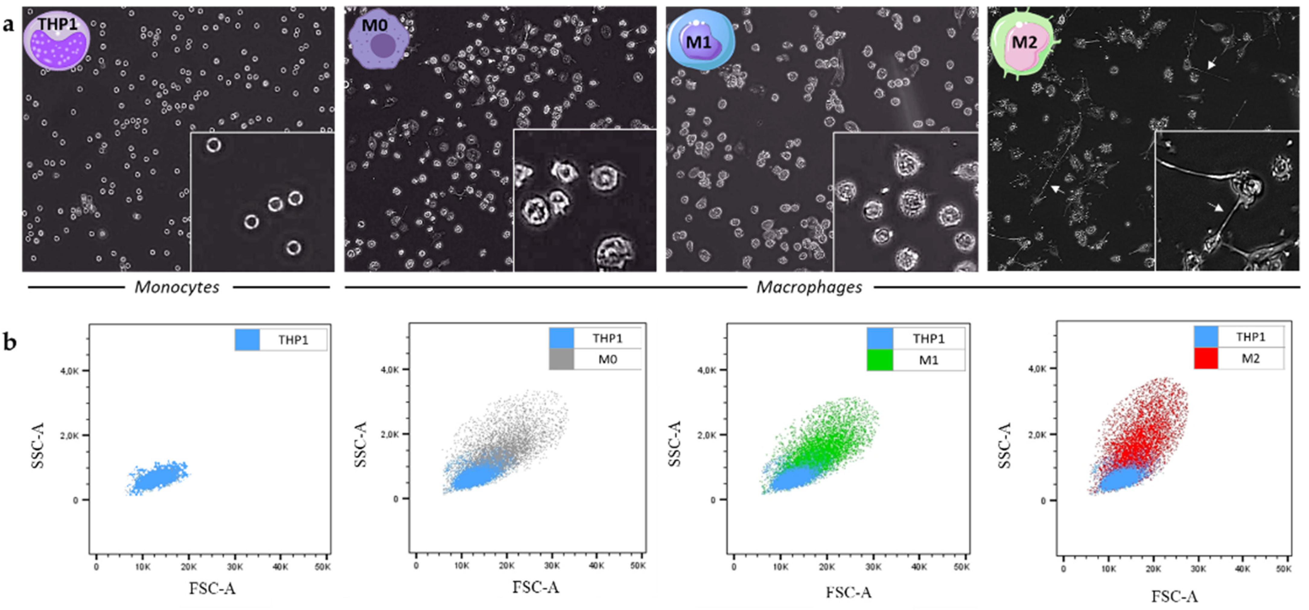 Ijms 23 06385 g002 550