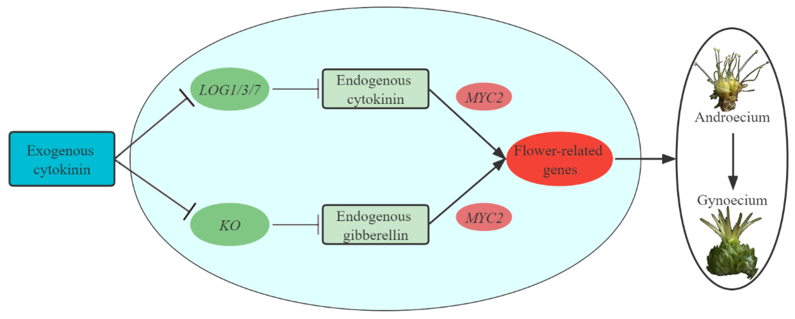 Ijms 23 06389 g012 Ijms 23 06389 g012