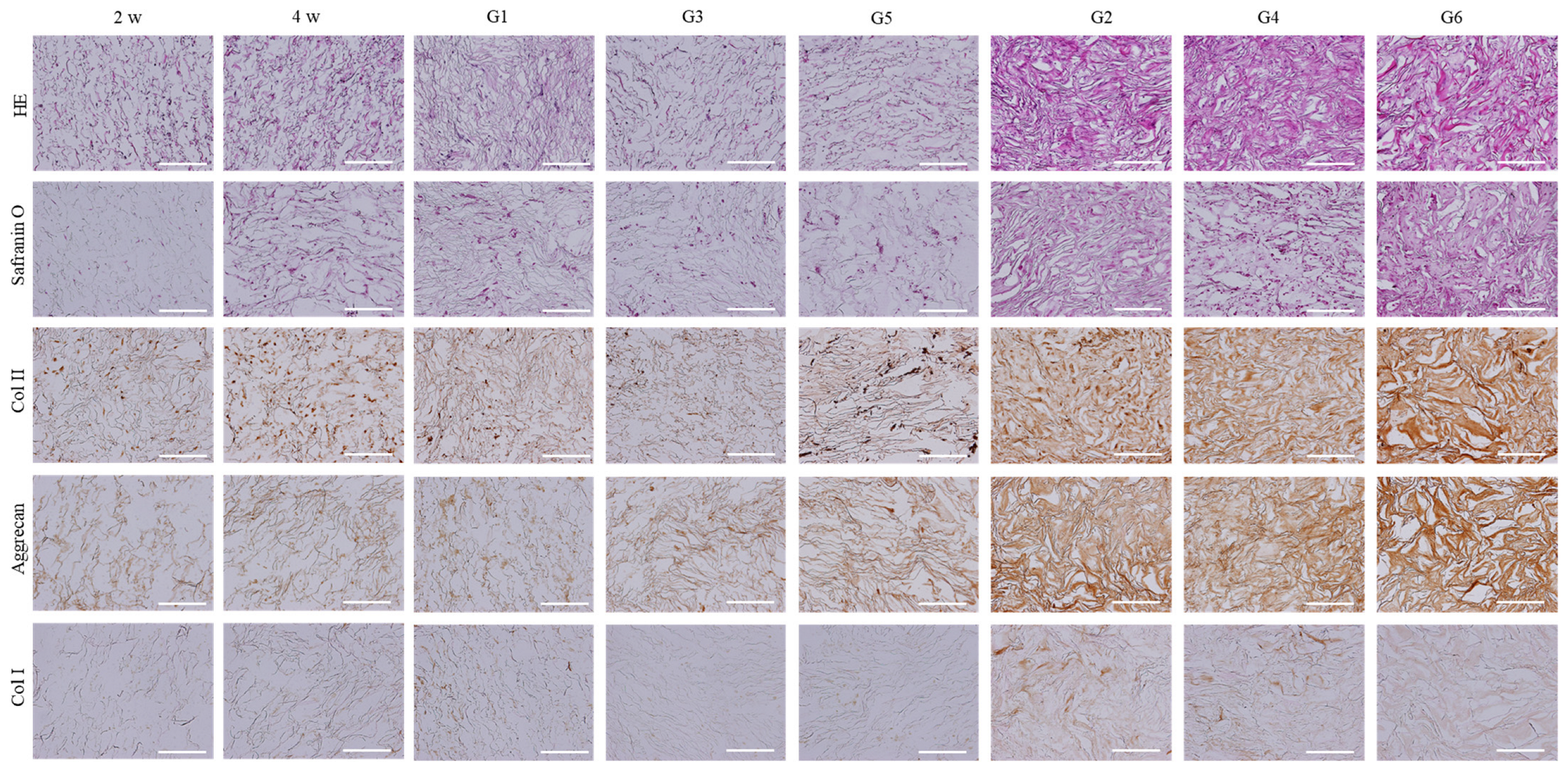 Ijms 23 06406 g008 550