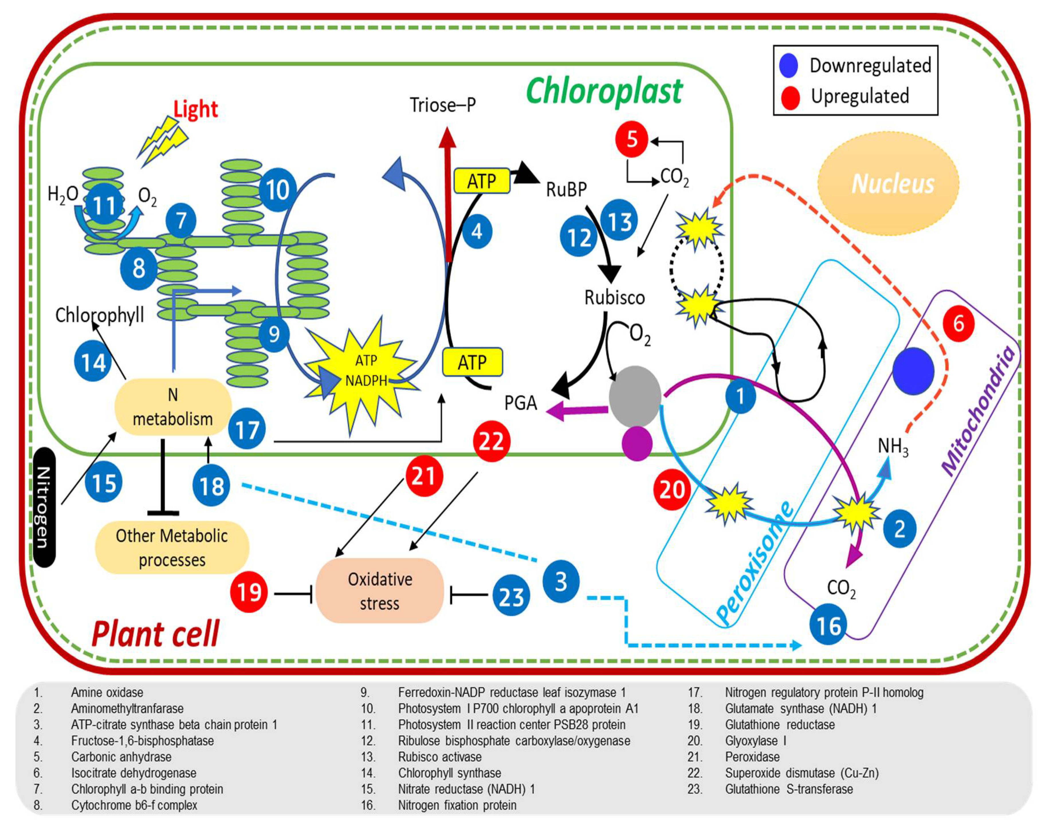 Ijms 23 06410 g008 Ijms 23 06410 g008
