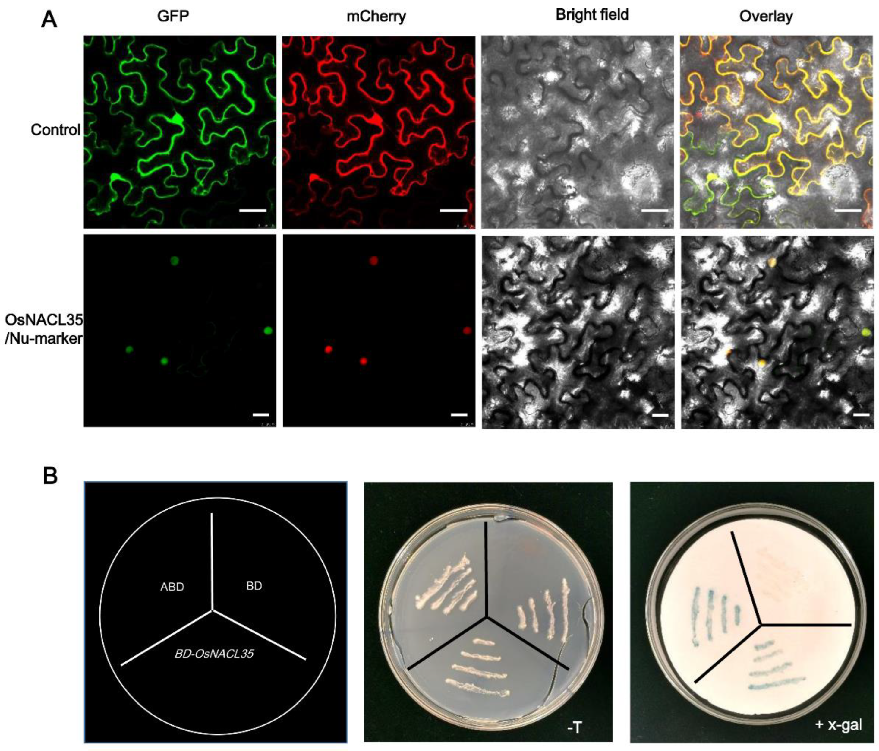 Ijms 23 06435 g002 550