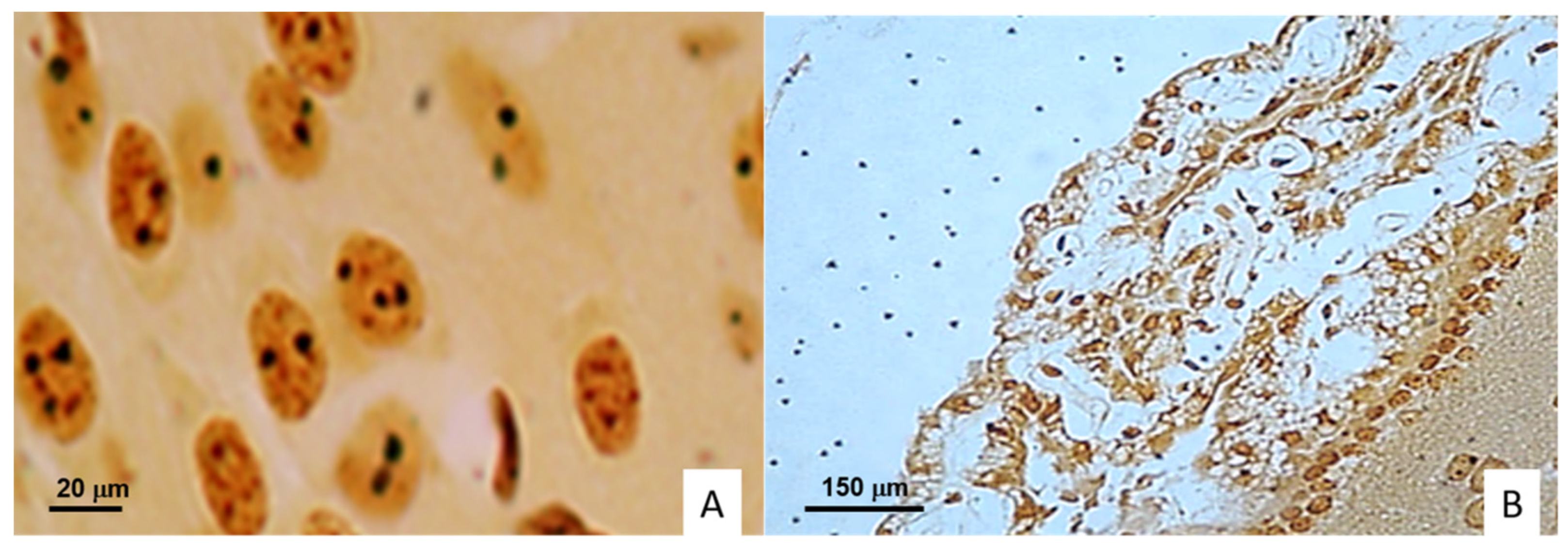 Ijms 23 06436 g003 550