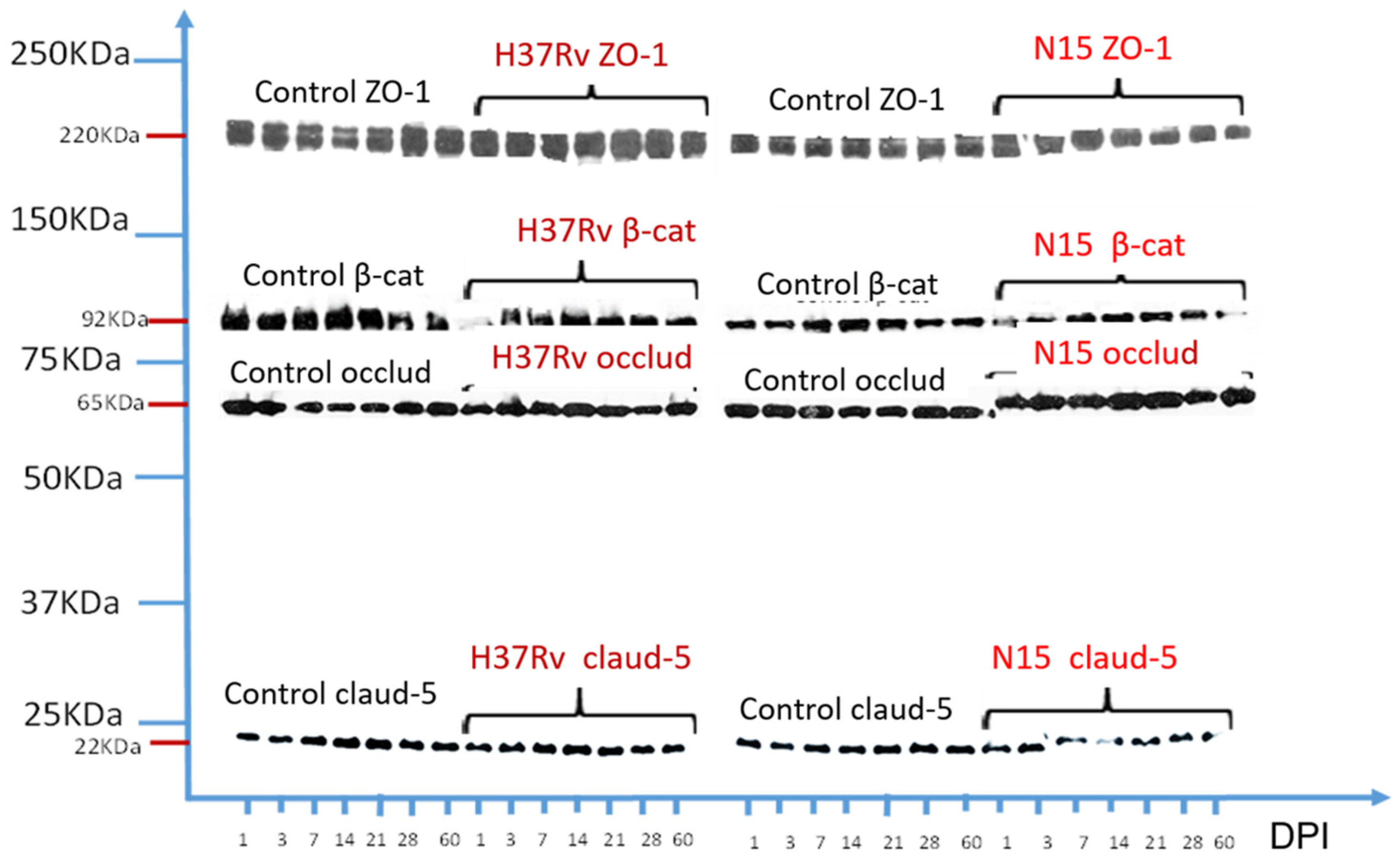 Ijms 23 06436 g006 550