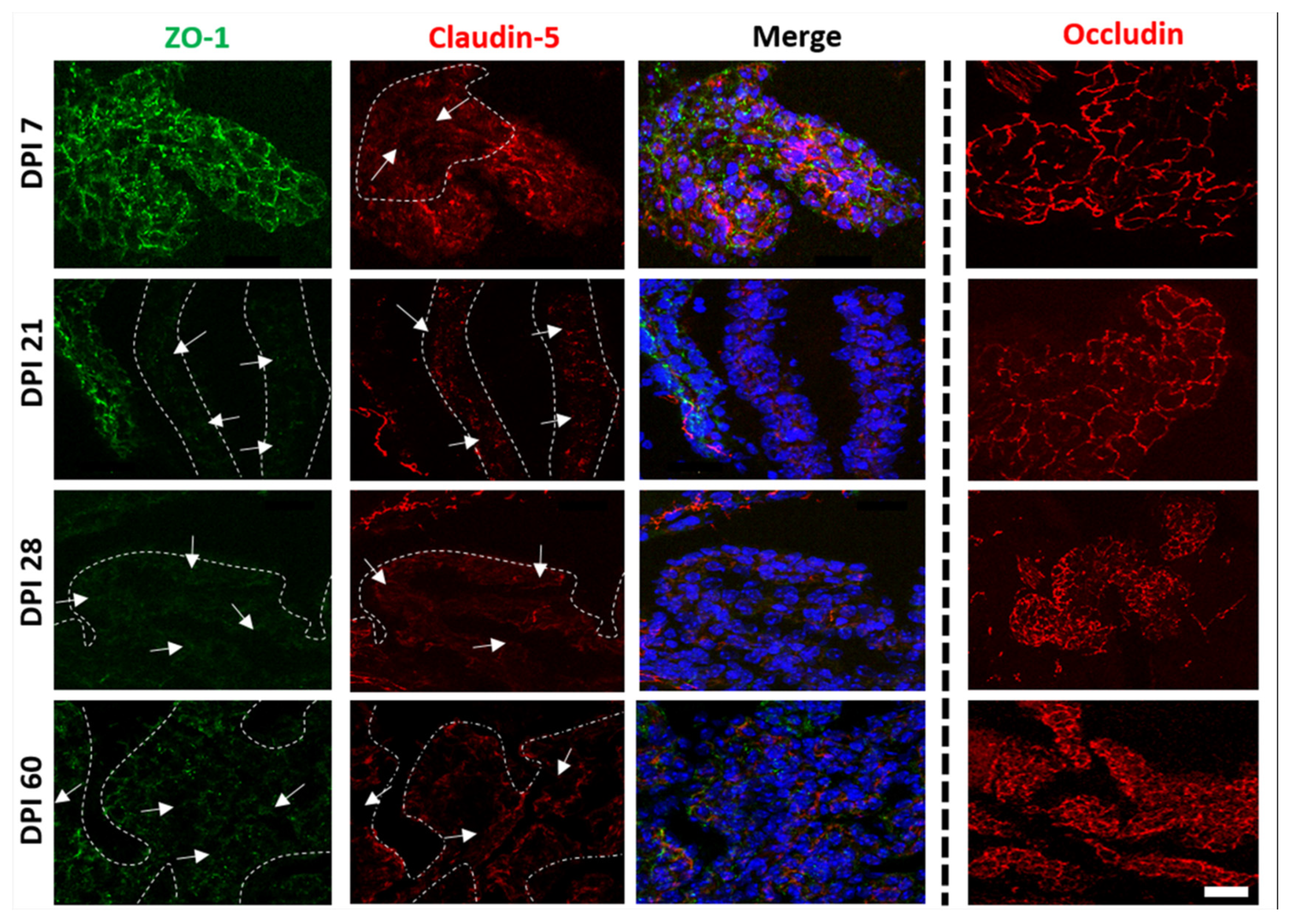 Ijms 23 06436 g007 550