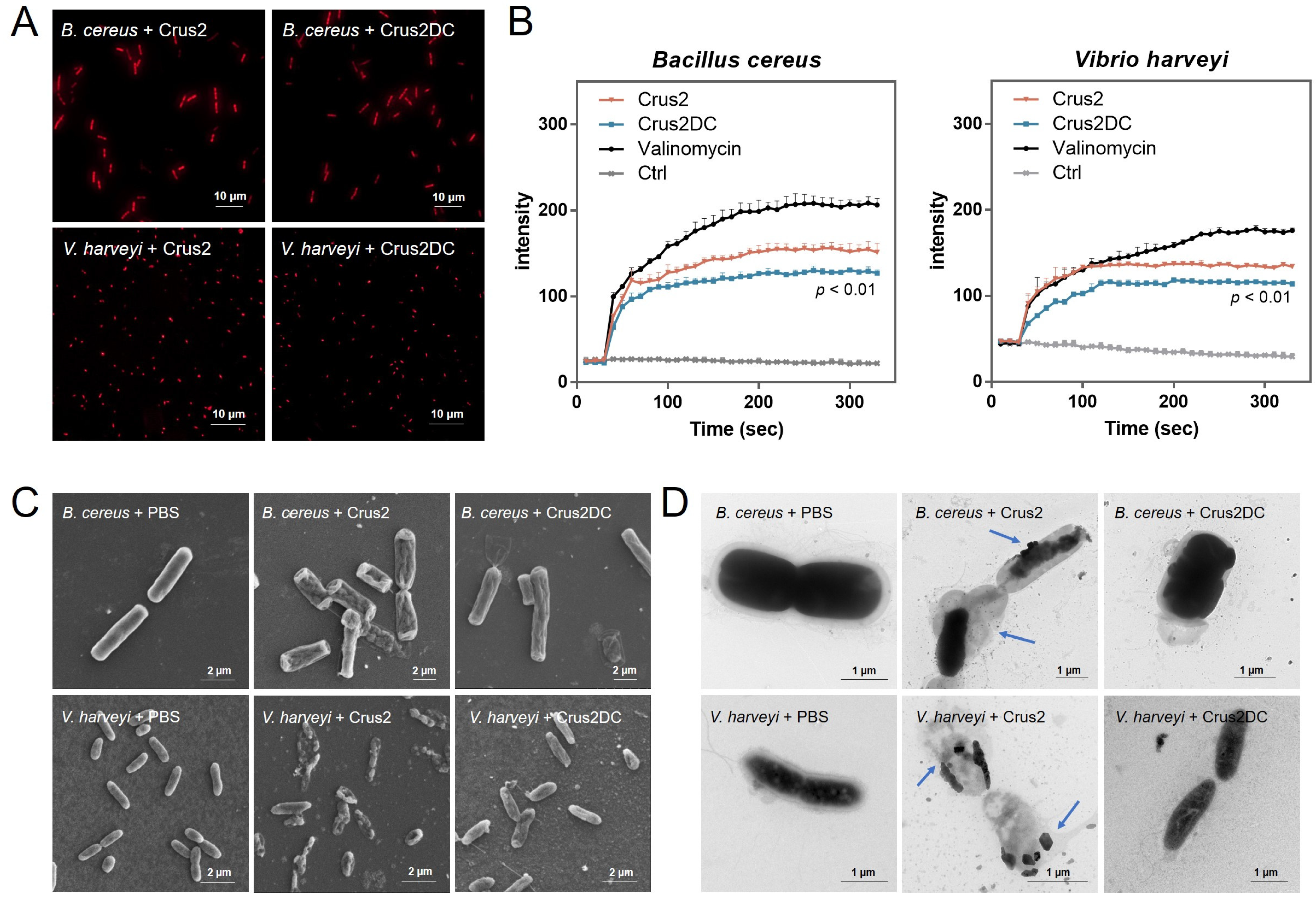 Ijms 23 06444 g003 550