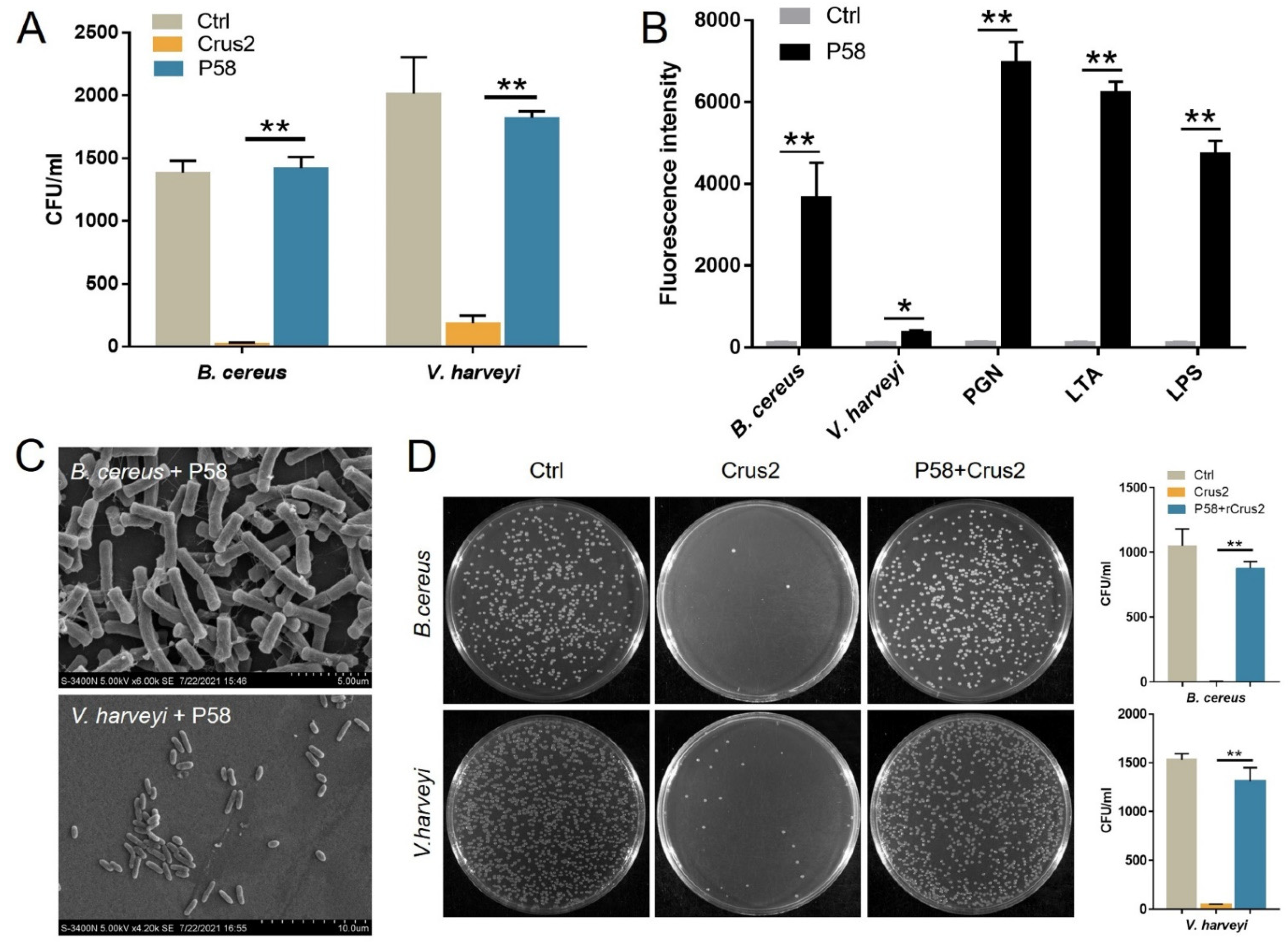 Ijms 23 06444 g005 550