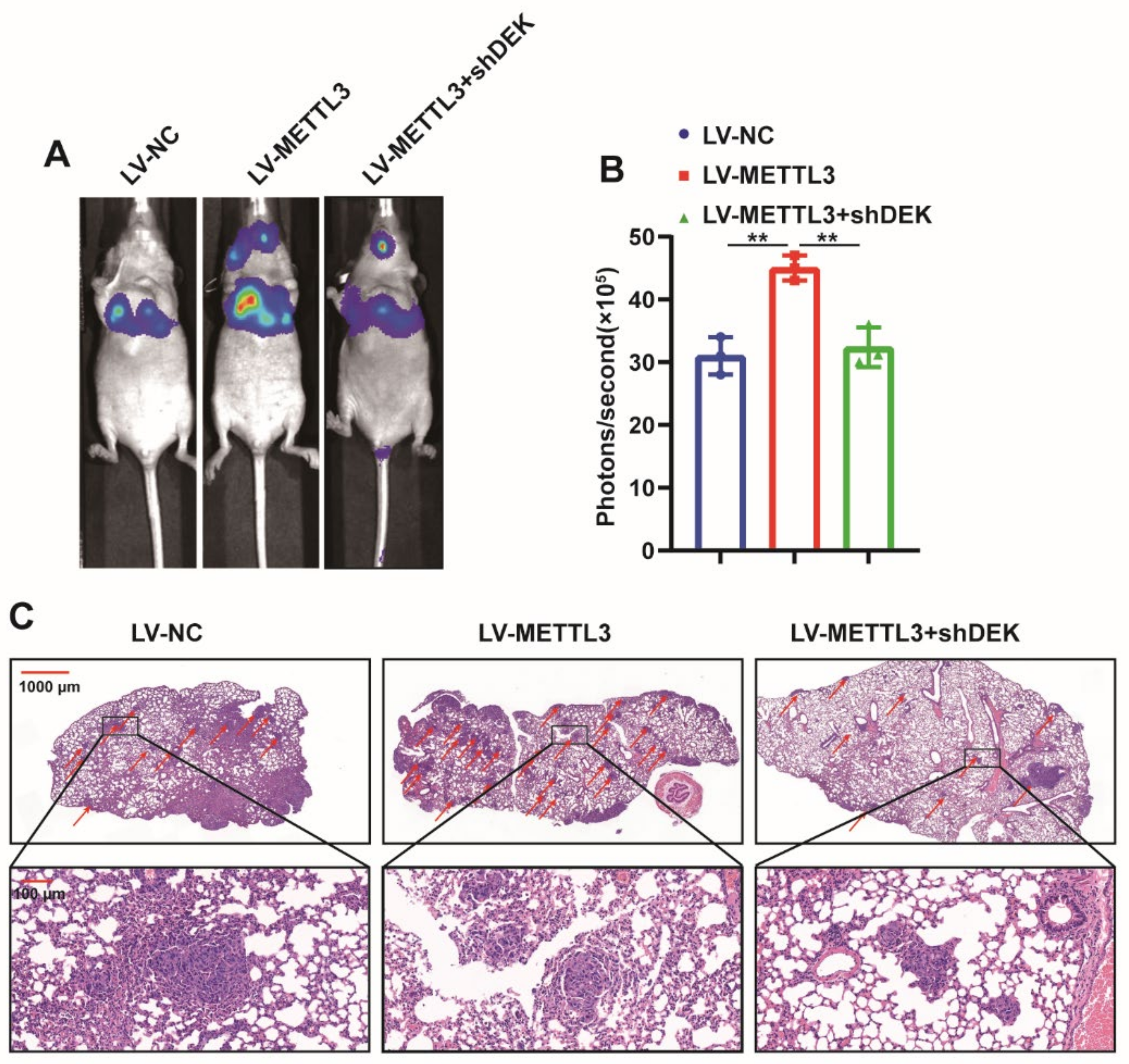 Ijms 23 06451 g006 550