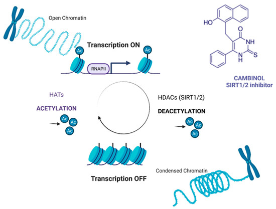 Antagonistic Pharmacological Interaction between Sirtuin Inhibitor