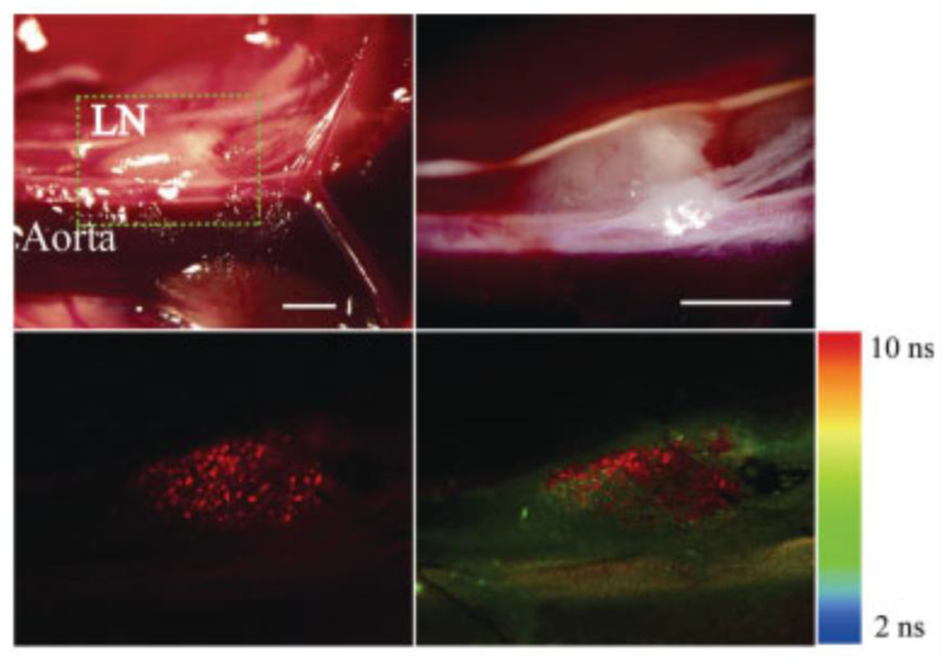 Ijms 23 06478 g006 550