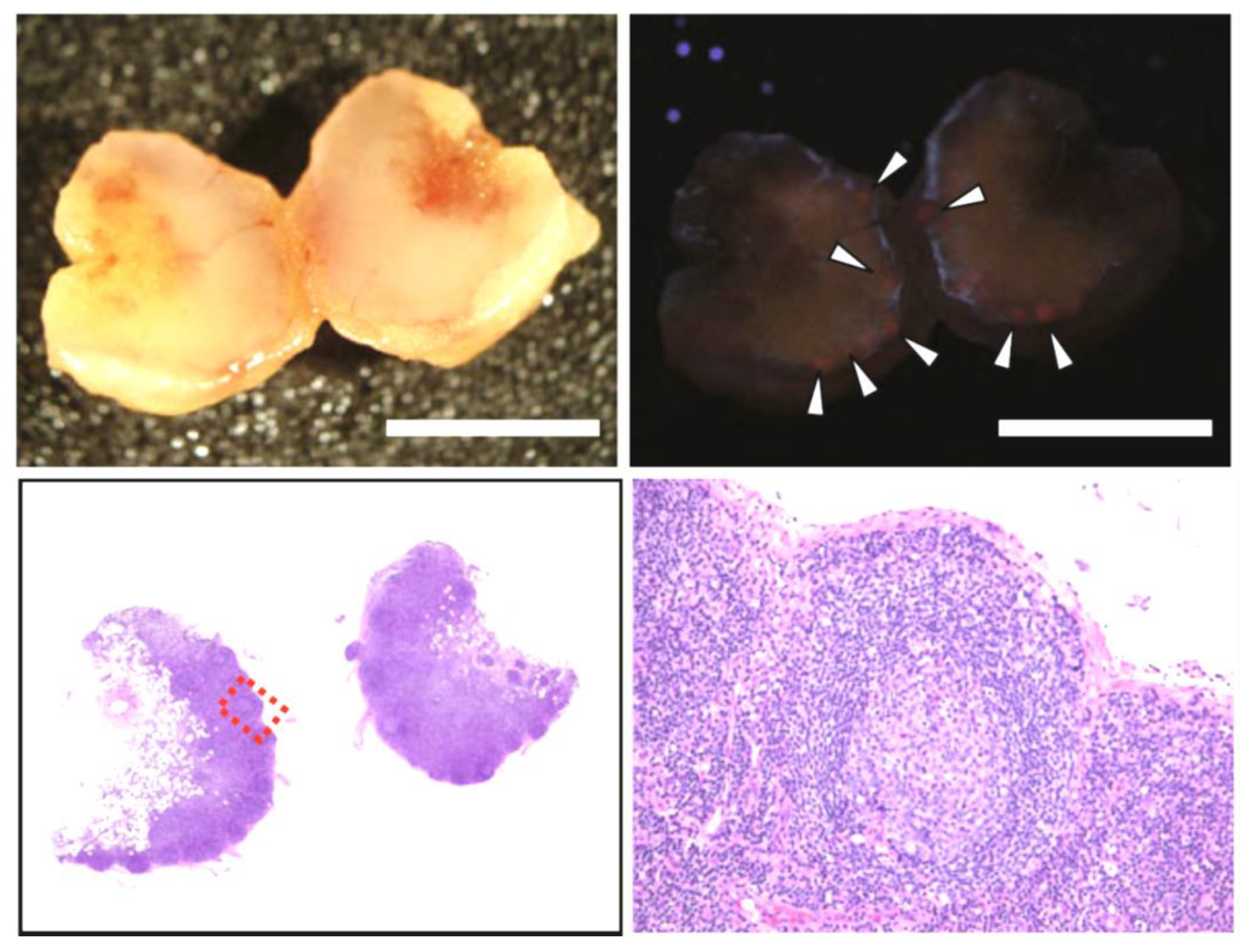 Ijms 23 06478 g007 550