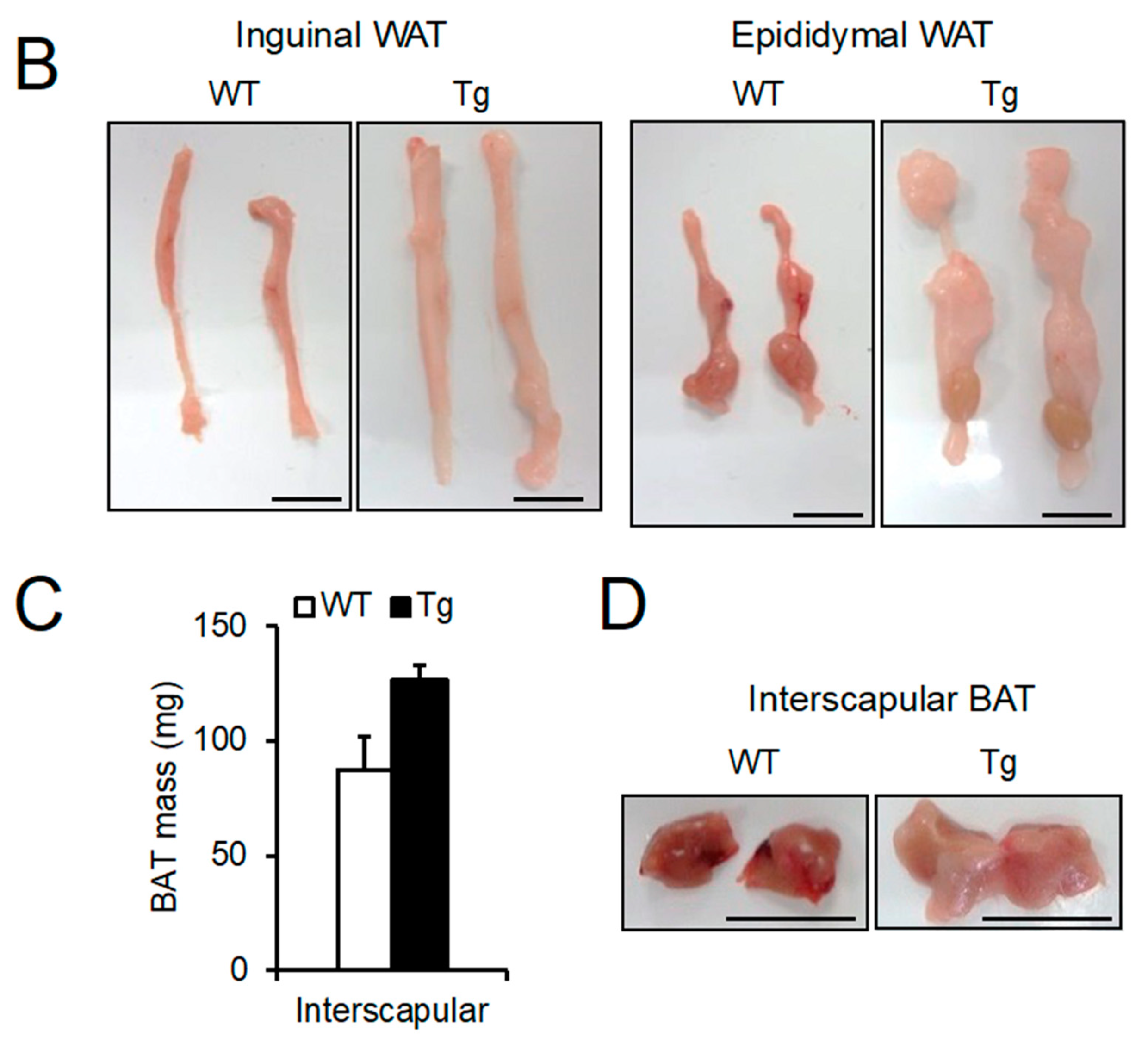 Ijms 23 06488 g003b Ijms 23 06488 g003b