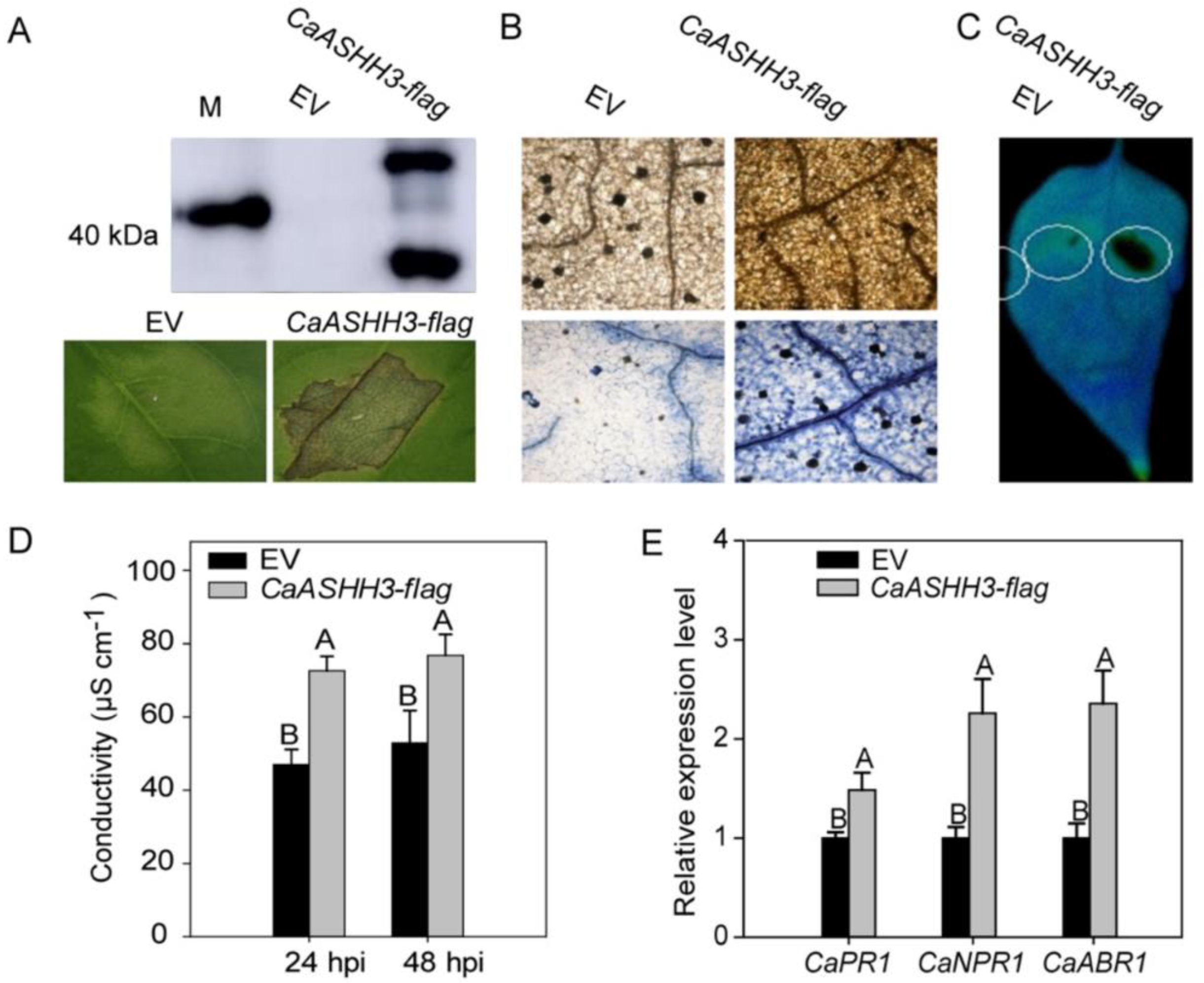 Ijms 23 06492 g005 550