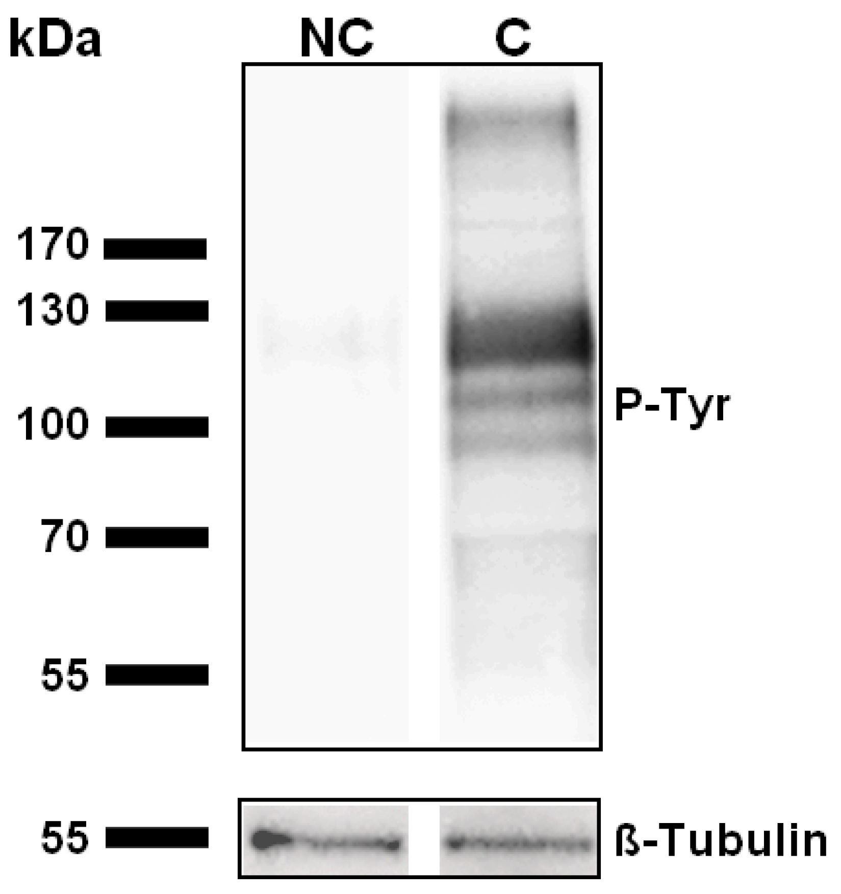 Ijms 23 06497 g001 Ijms 23 06497 g001