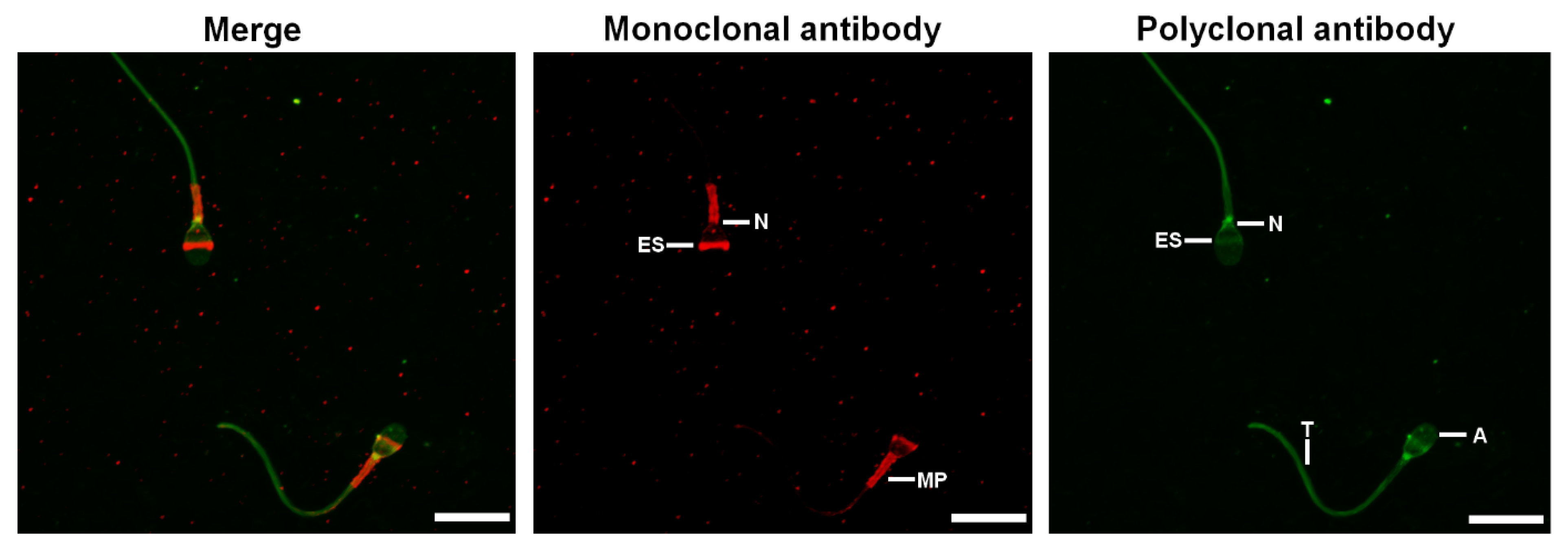 Ijms 23 06497 g003 Ijms 23 06497 g003