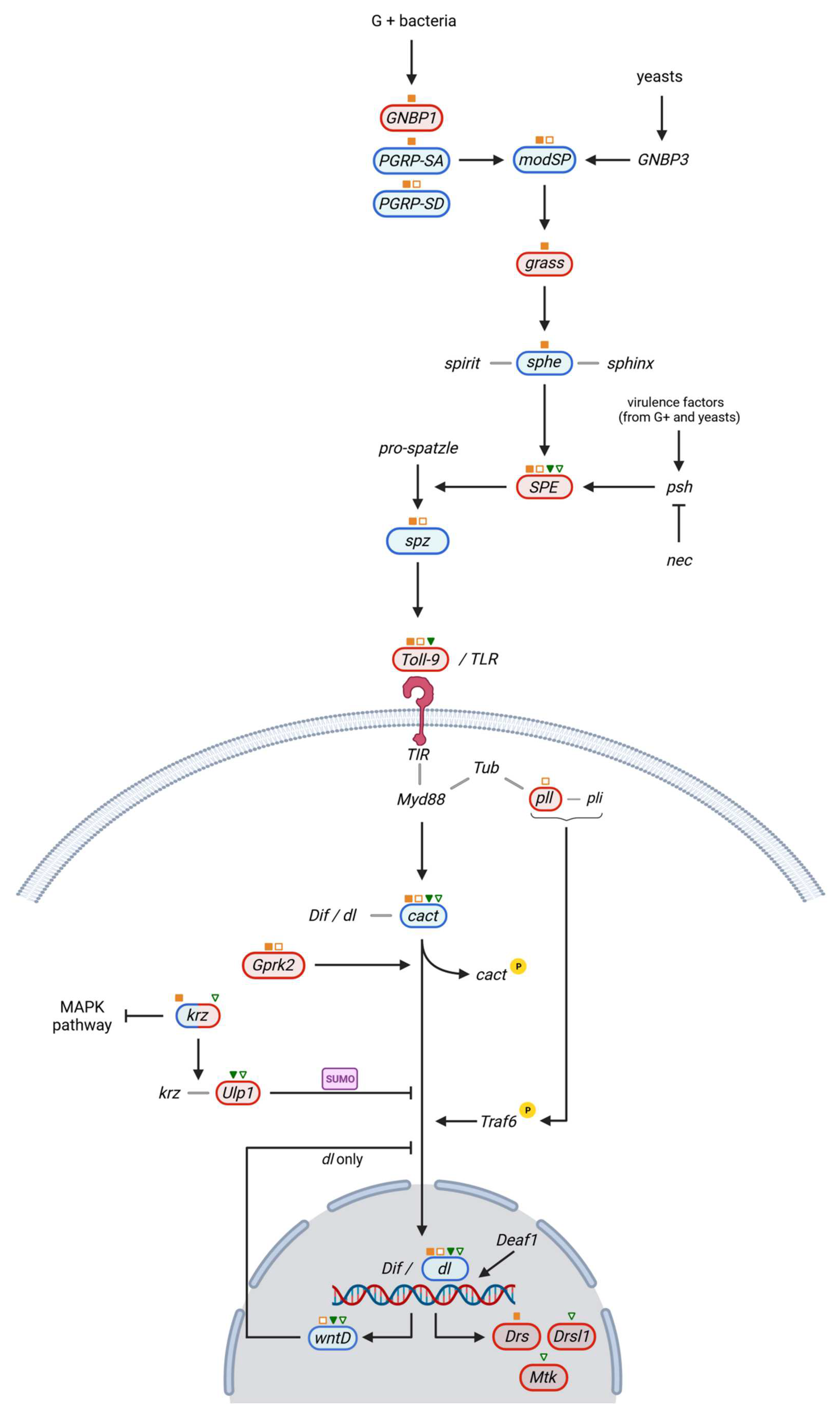 Ijms 23 06499 g003 Ijms 23 06499 g003