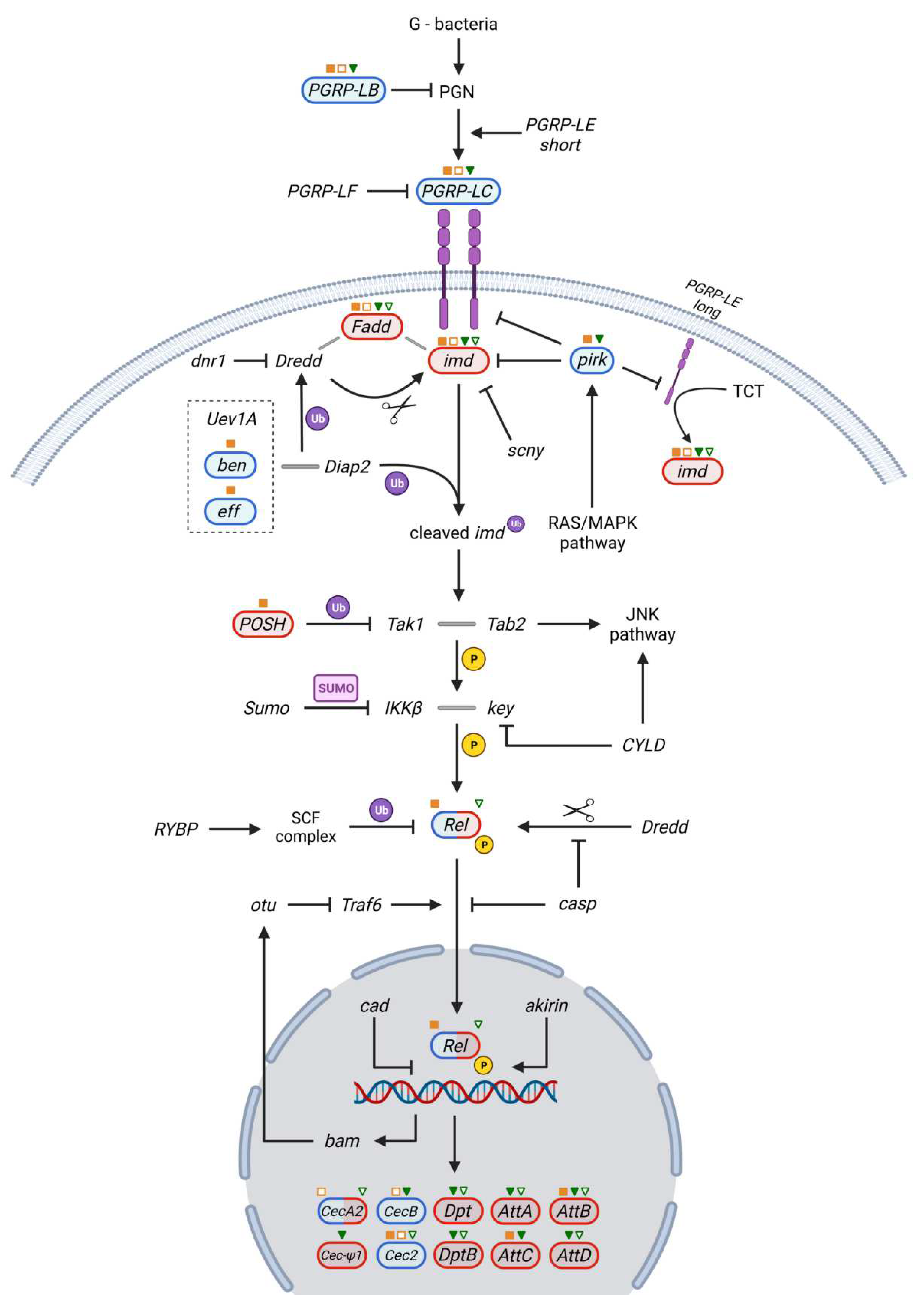 Ijms 23 06499 g004 Ijms 23 06499 g004