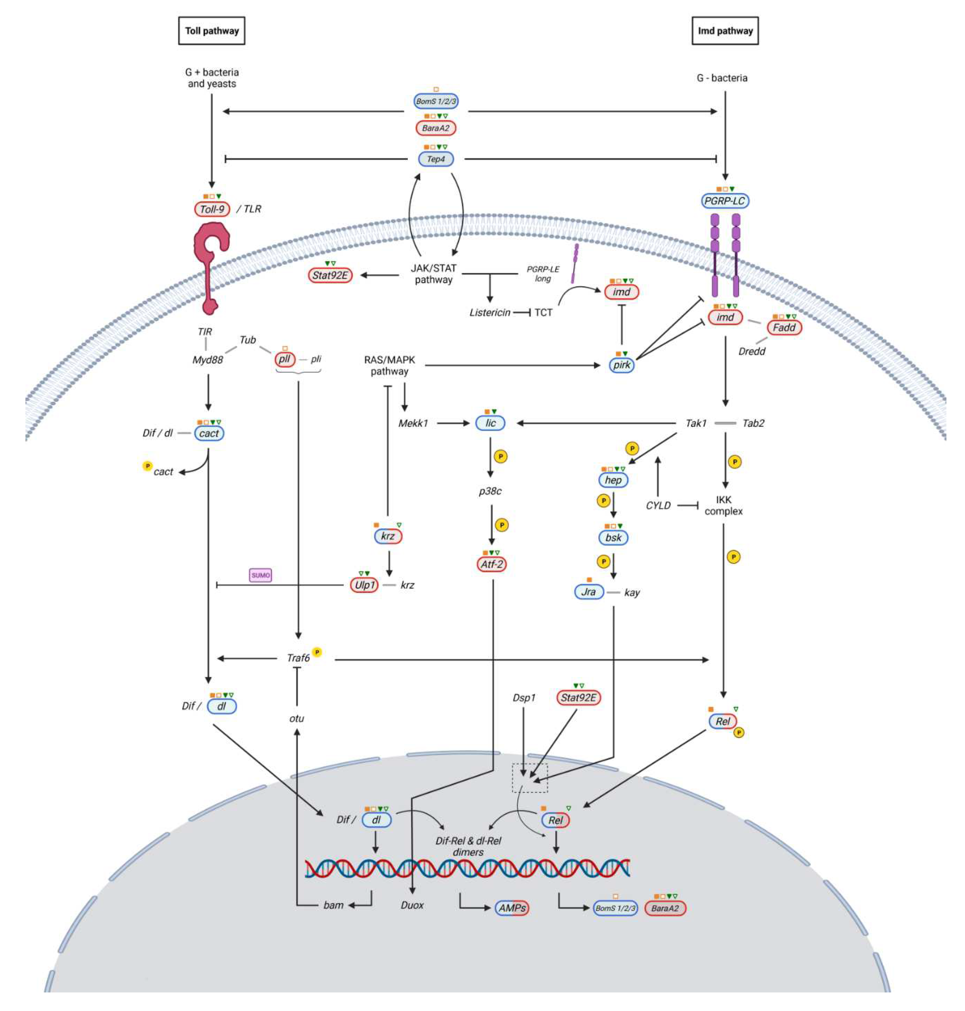 Ijms 23 06499 g005 Ijms 23 06499 g005