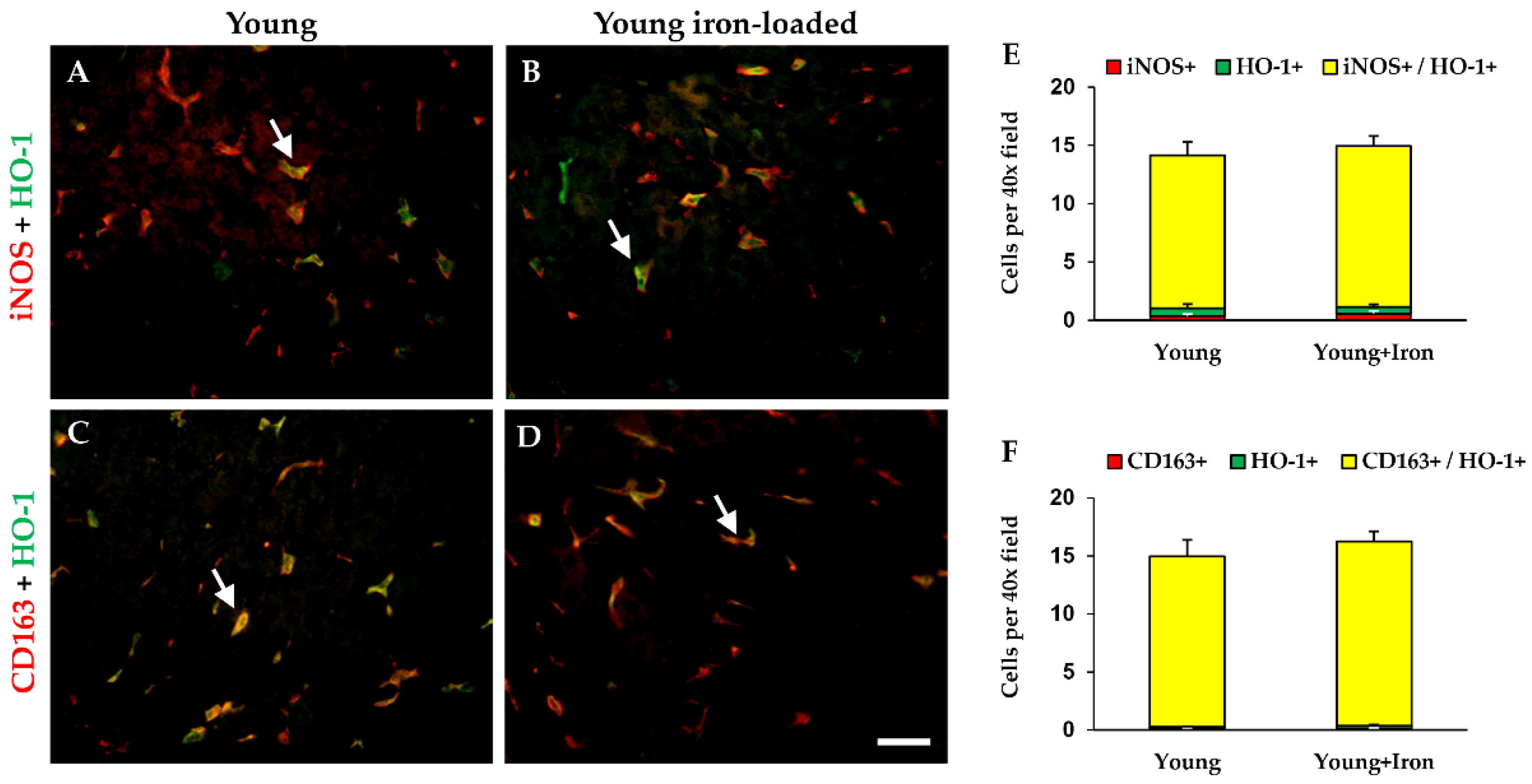 Ijms 23 06502 g004 Ijms 23 06502 g004