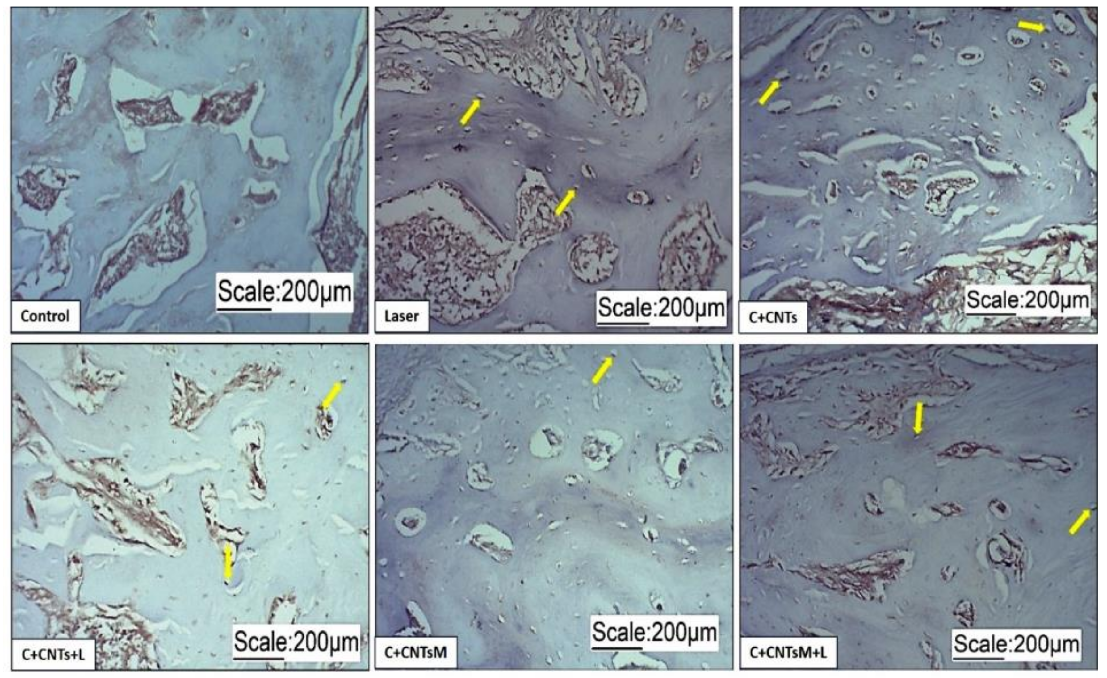 Ijms 23 06503 g010 Ijms 23 06503 g010