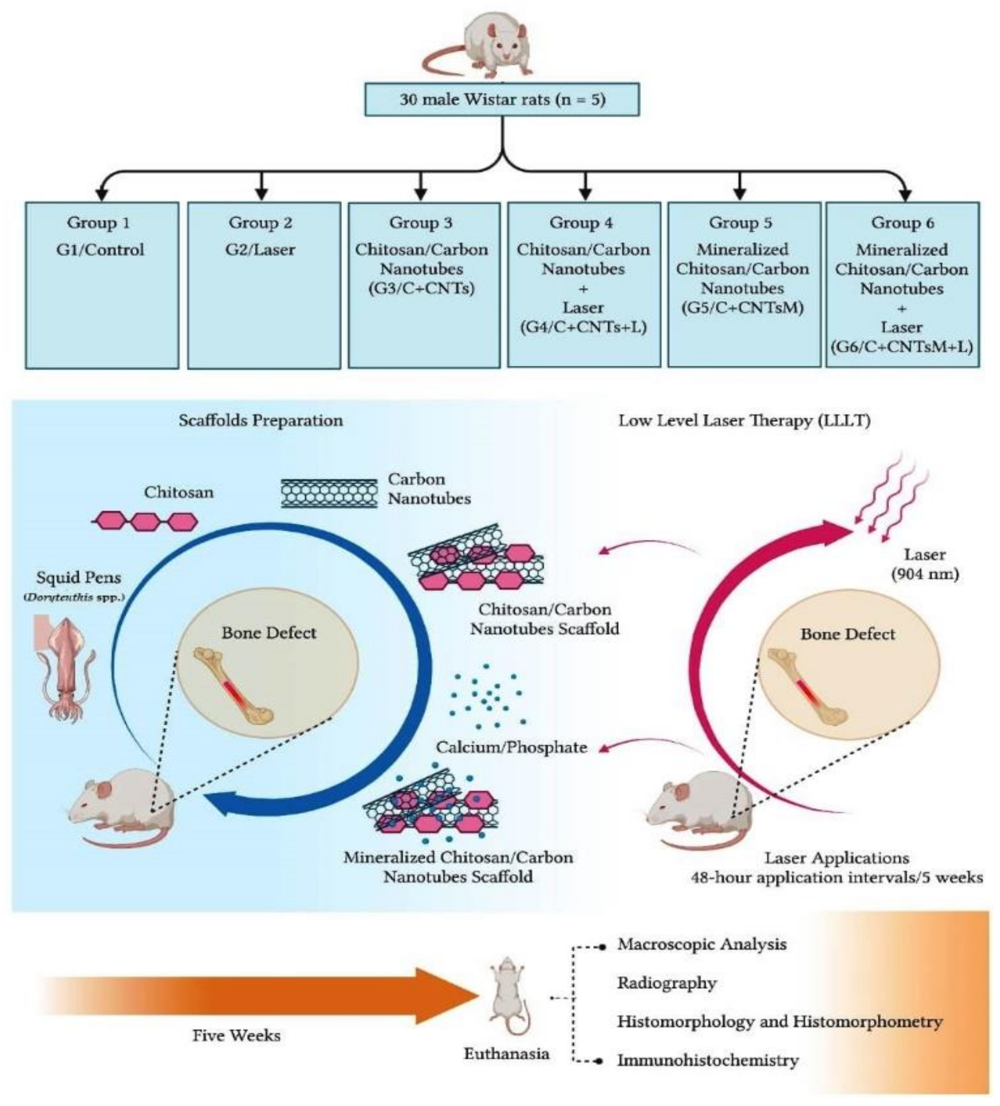 Ijms 23 06503 g012 Ijms 23 06503 g012