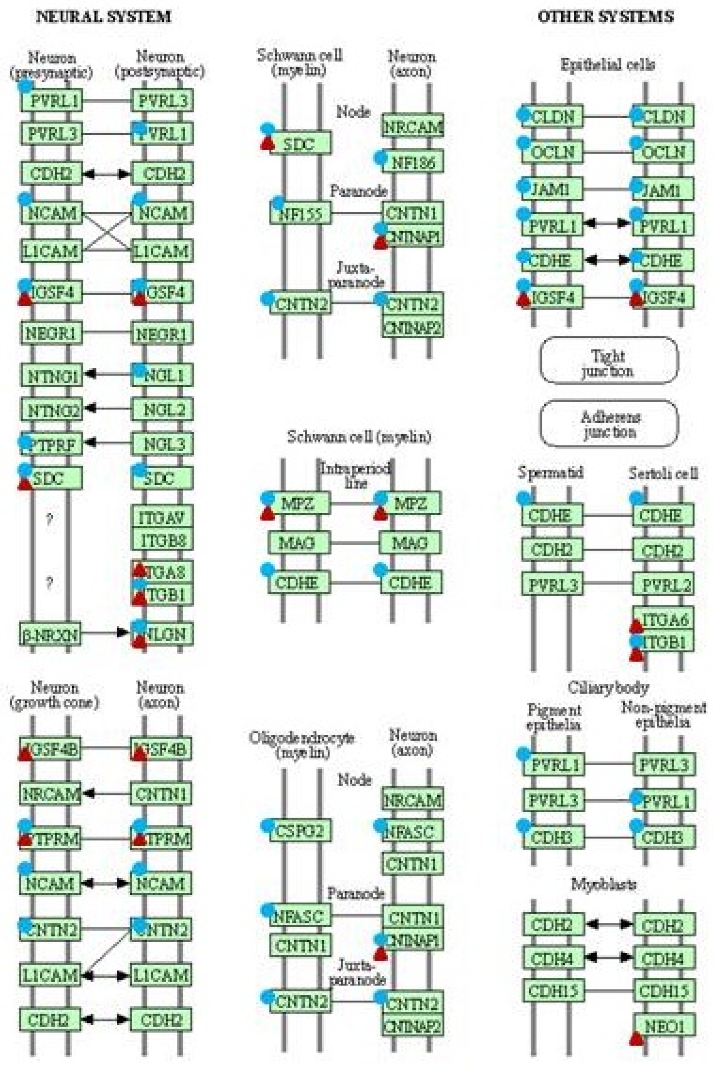 Ijms 23 06506 g003 550