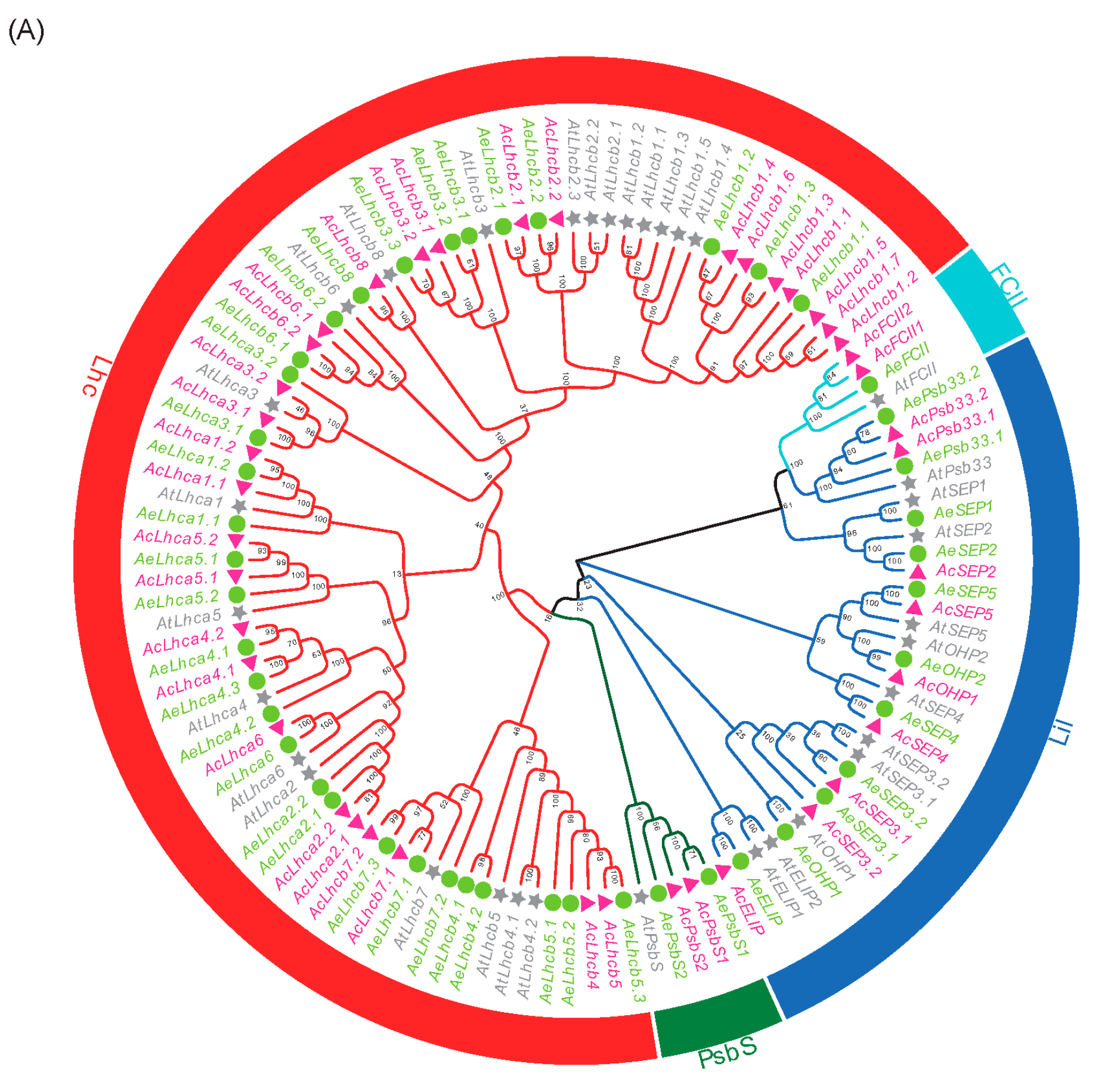 The Extended Light-Harvesting Complex (LHC) Protein Superfamily:  Classification and Evolutionary Dynamics