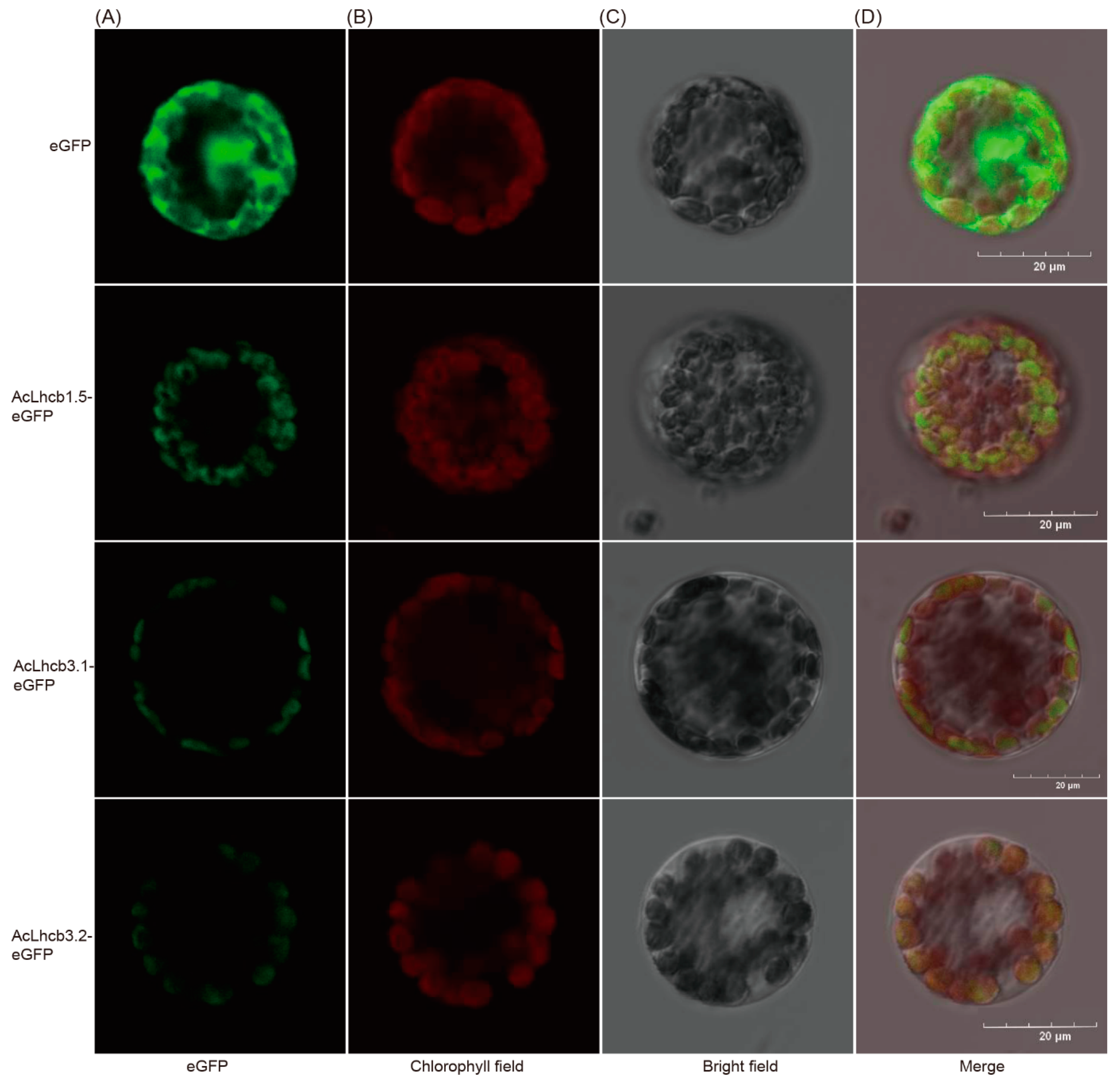 Ijms 23 06528 g005 550