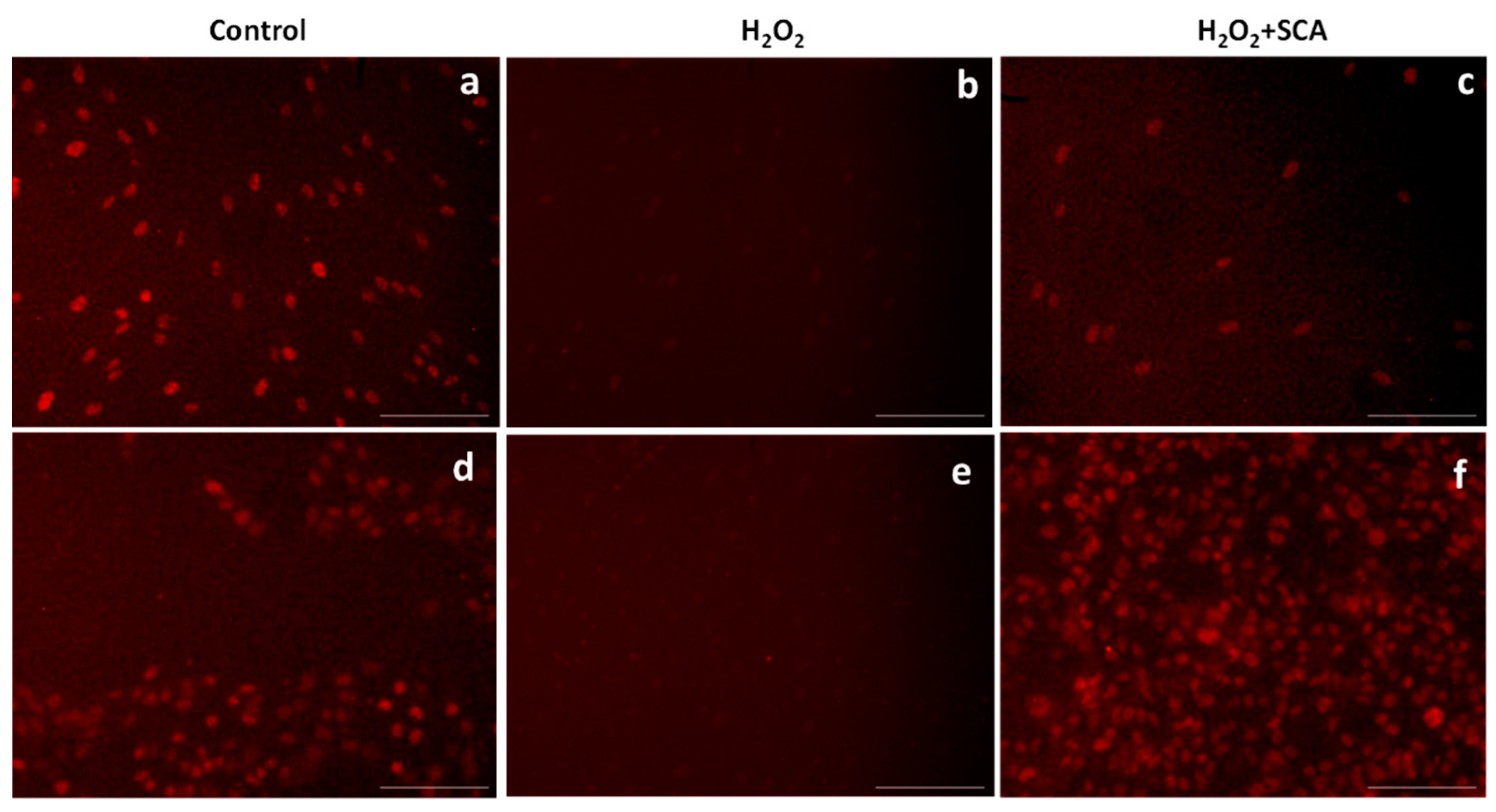 Ijms 23 06538 g005 550