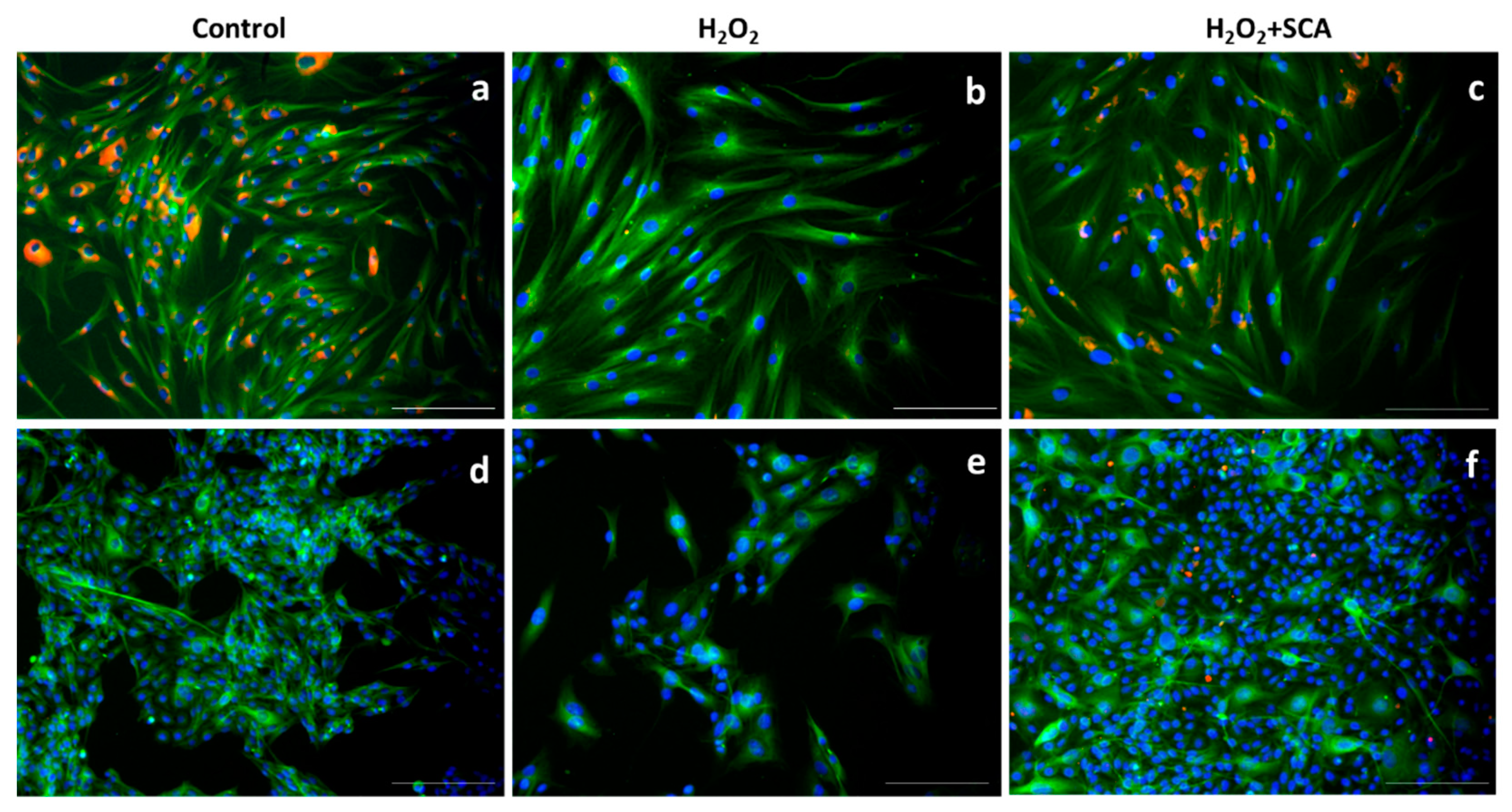 Ijms 23 06538 g008 550