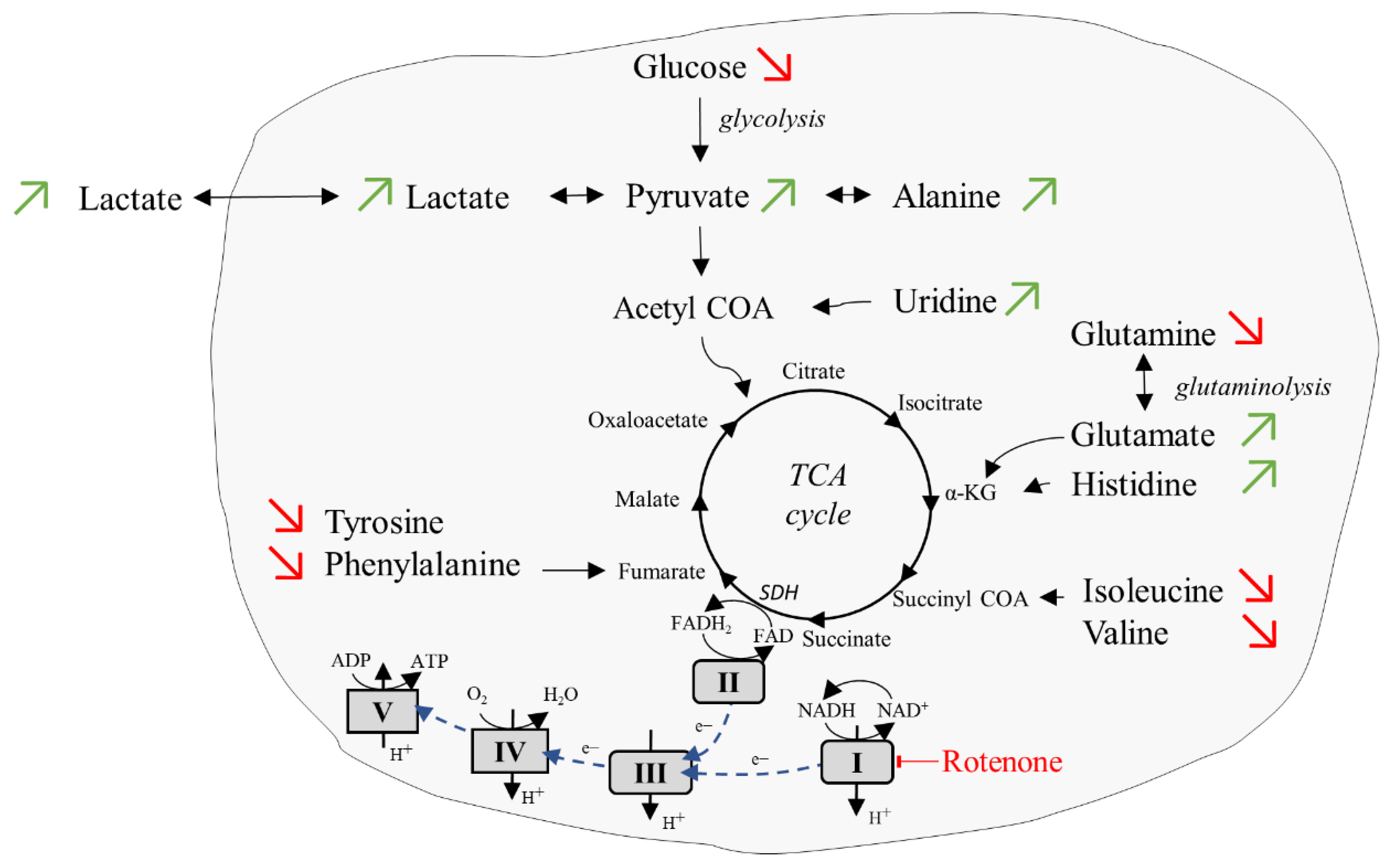 Ijms 23 06555 g006 Ijms 23 06555 g006