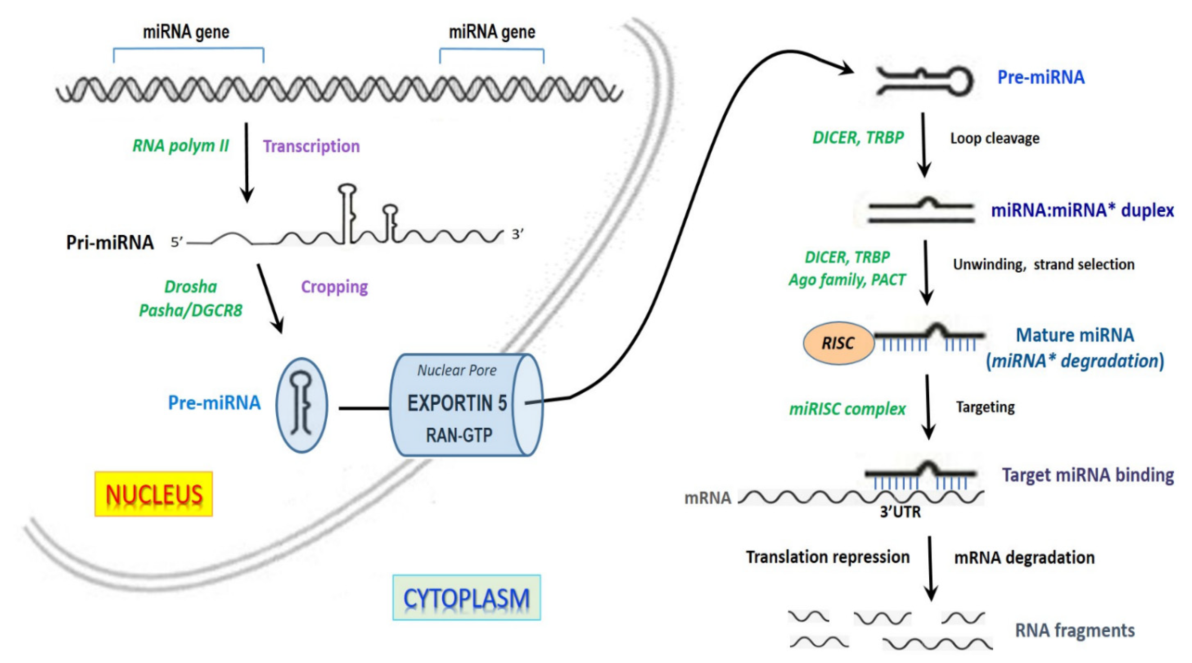 Ijms 23 06556 g001 Ijms 23 06556 g001