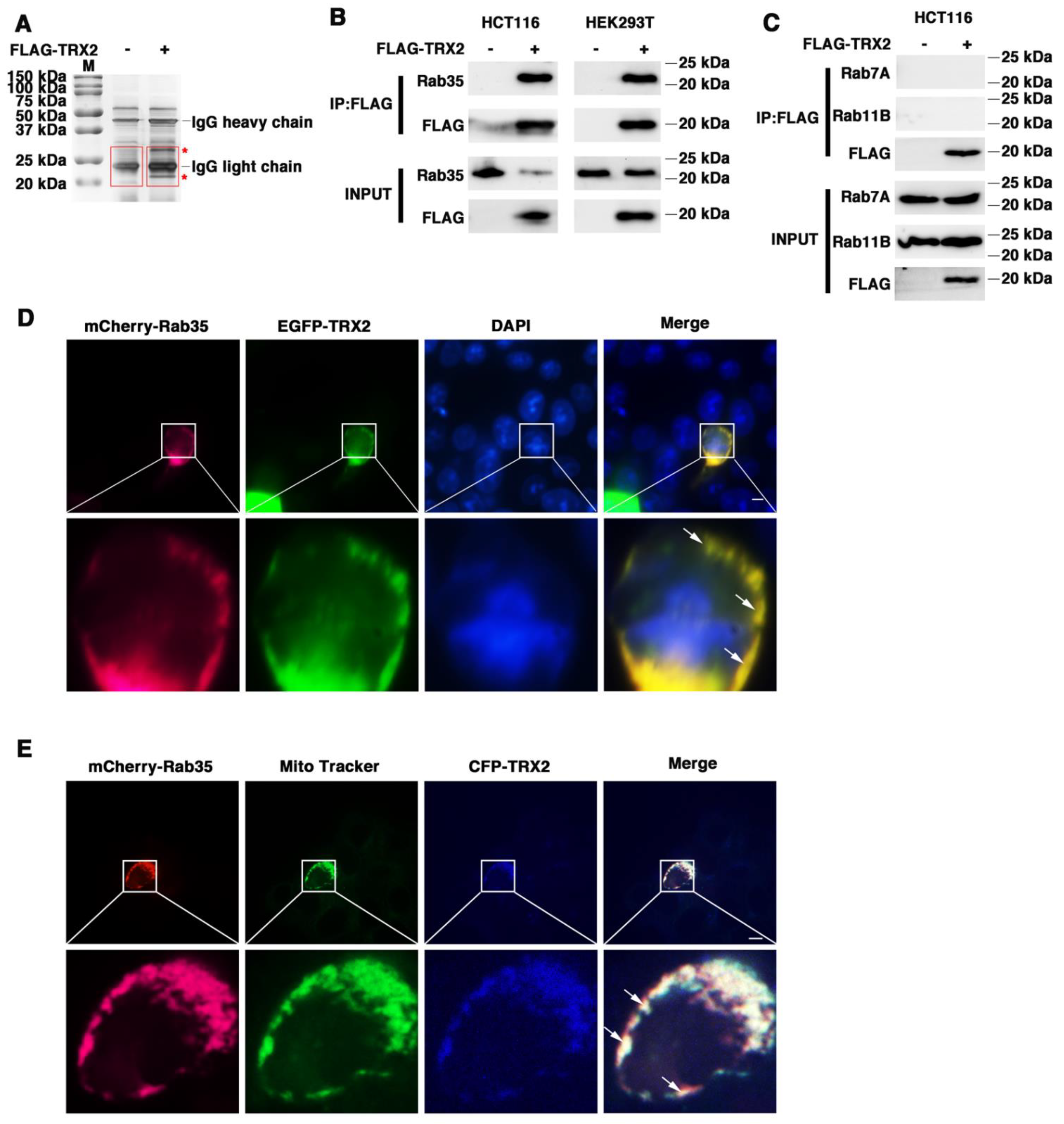 Ijms 23 06557 g002 550