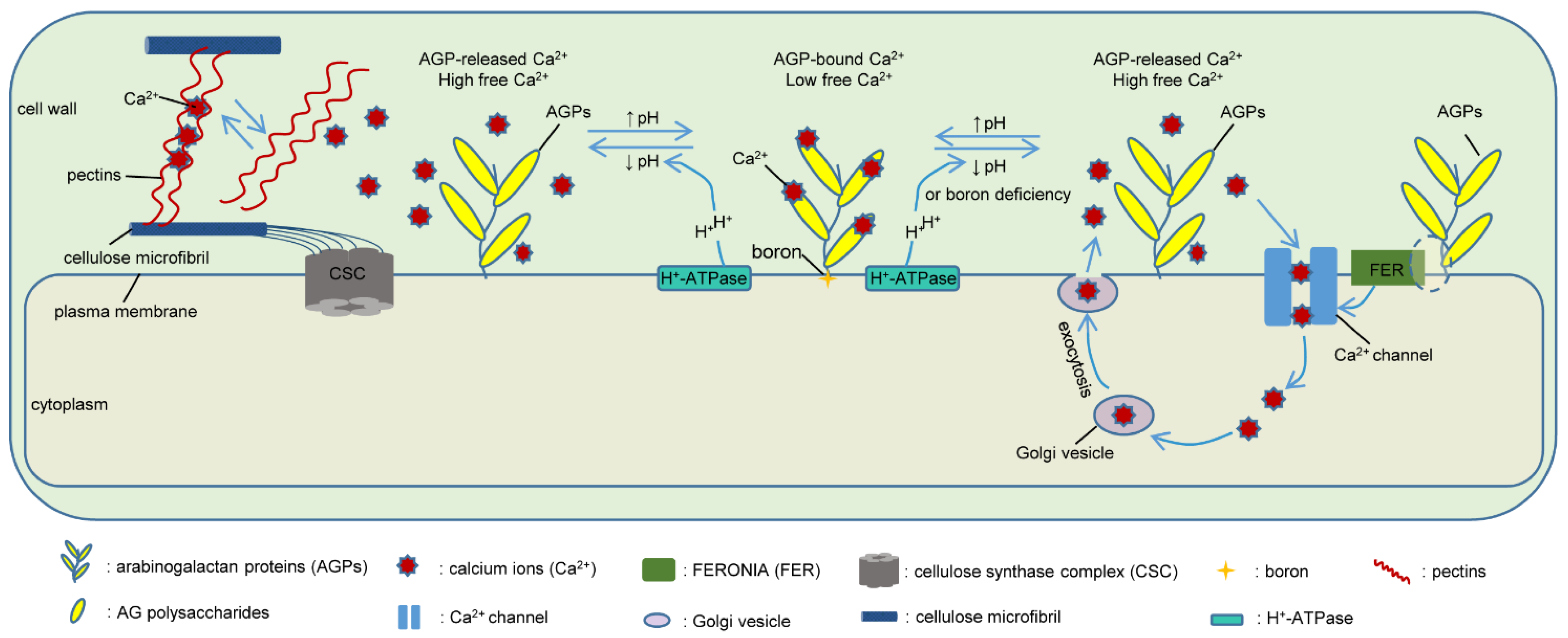 Ijms 23 06578 g005 Ijms 23 06578 g005