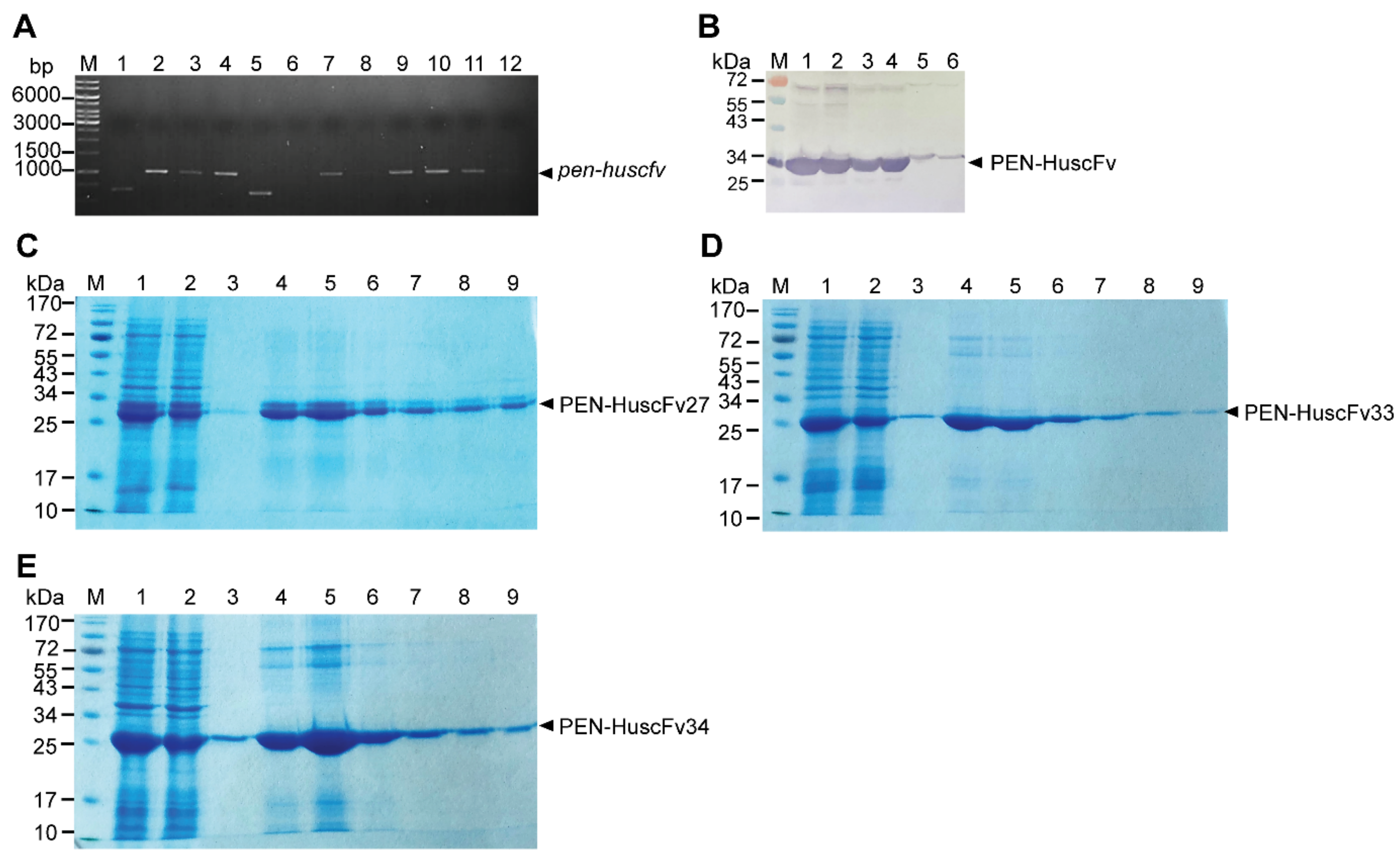 Ijms 23 06587 g005 550