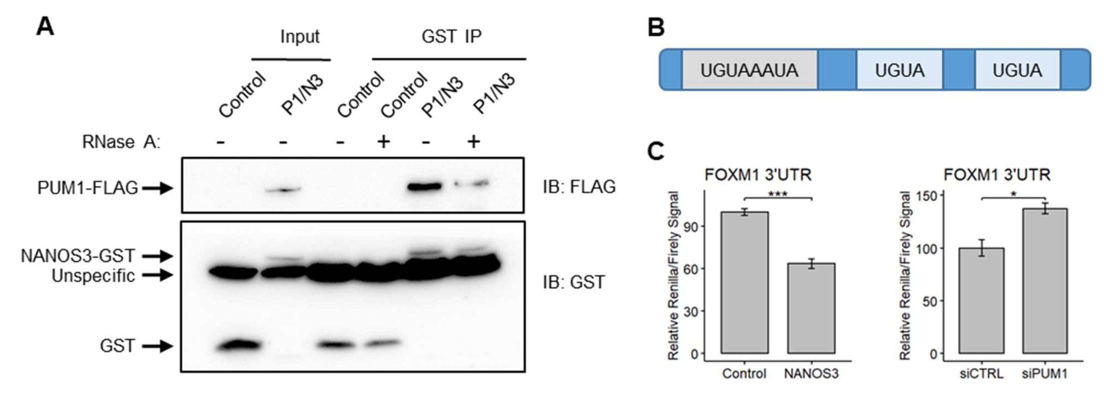 Ijms 23 06592 g005 Ijms 23 06592 g005